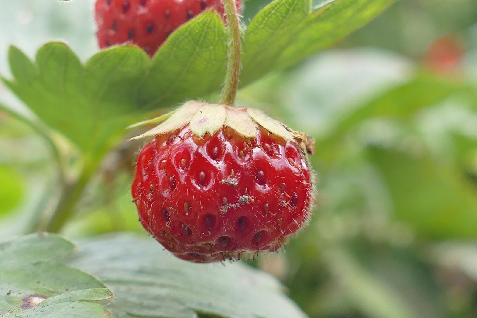 Panasonic Lumix DMC-FZ1000 sample photo. Strawberry, outdoor, close up photography