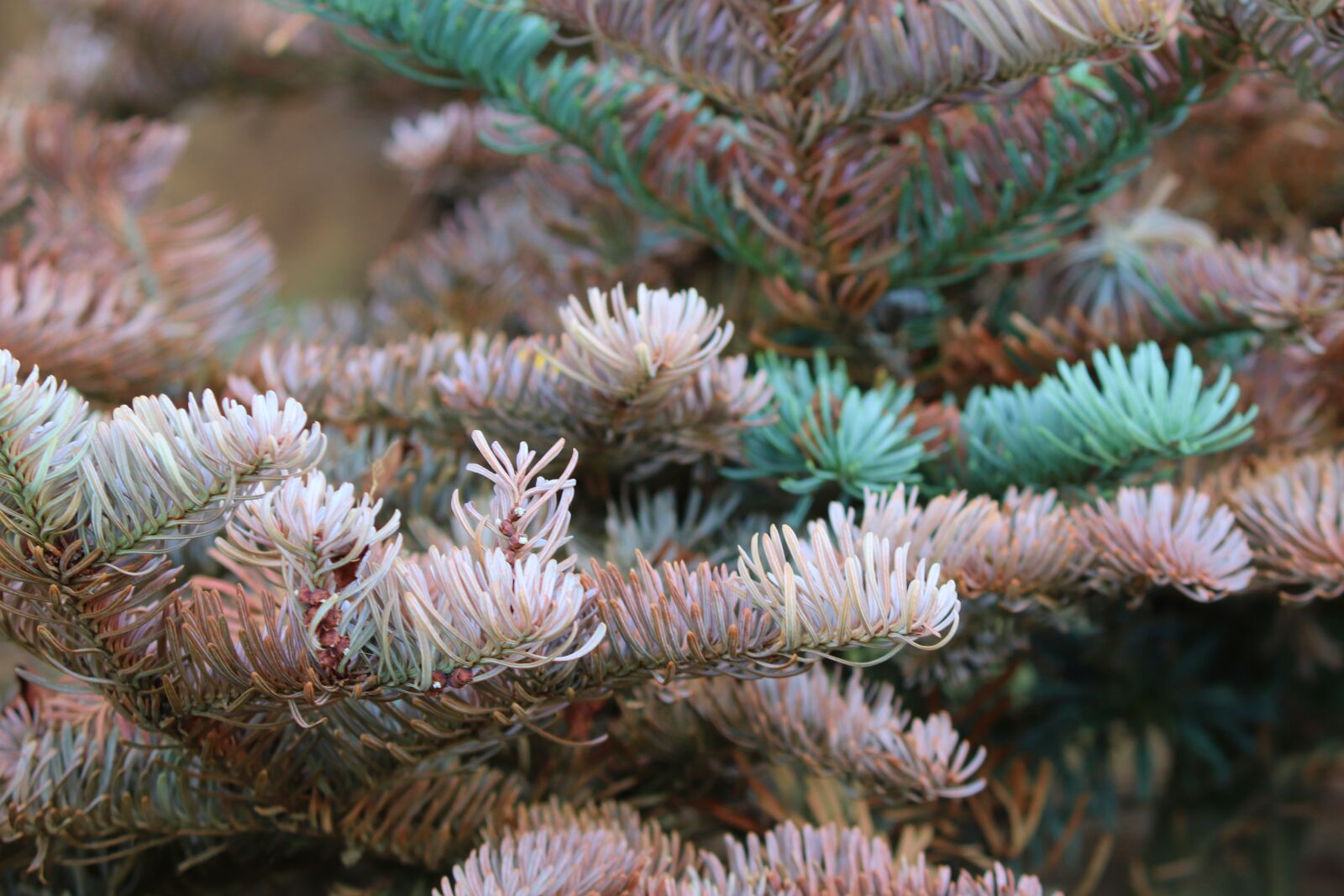 Canon EOS 200D (EOS Rebel SL2 / EOS Kiss X9) + Canon EF-S 55-250mm F4-5.6 IS II sample photo. Noble fir, needles, fir photography