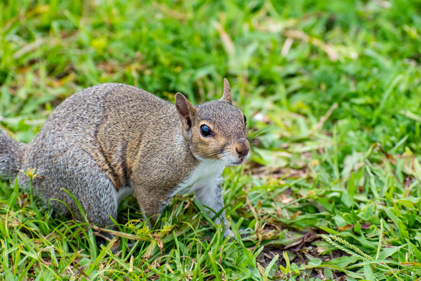 Nikon D3500 sample photo. Squirrel, animal, nature photography