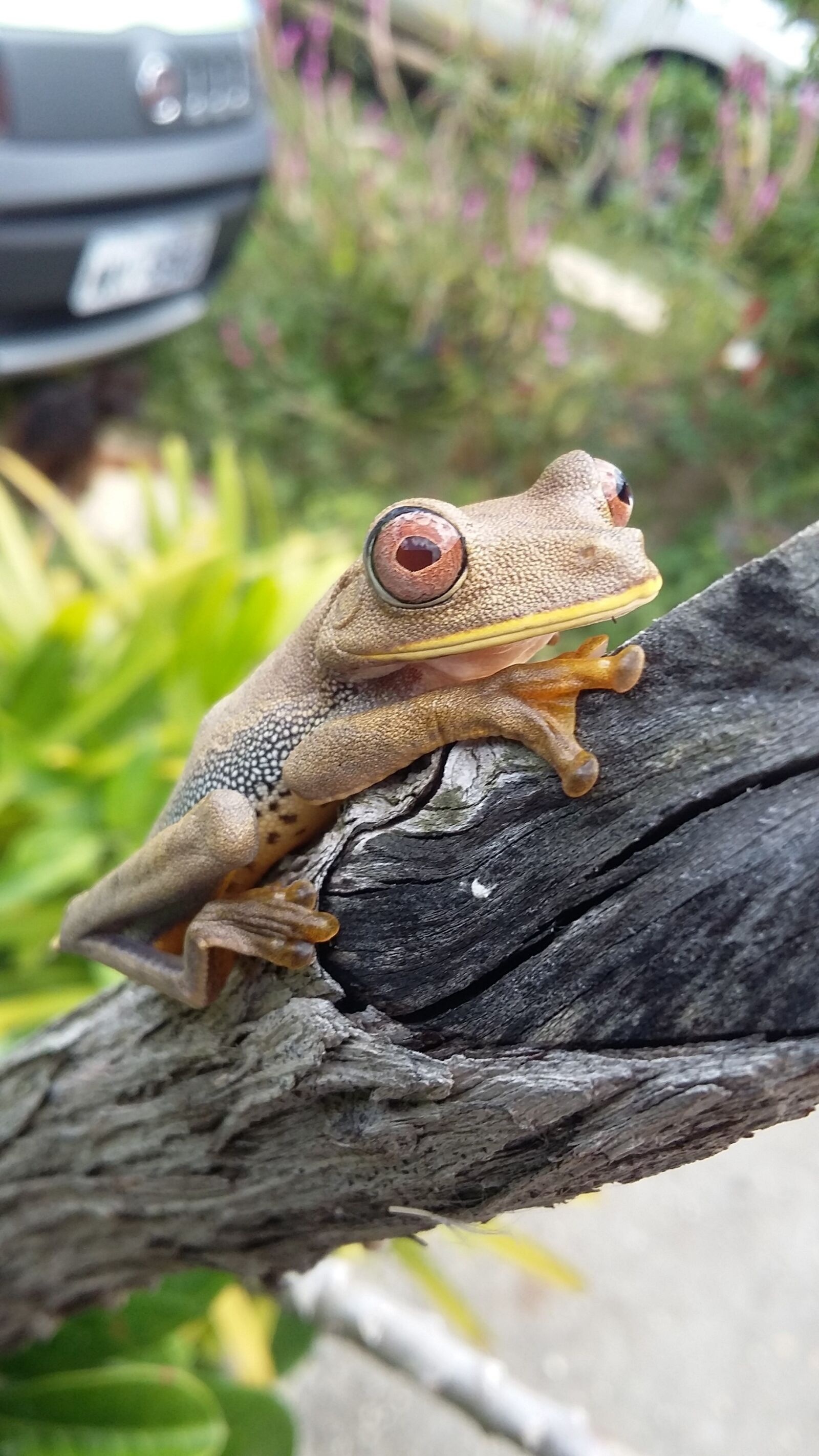 Samsung Galaxy Grand Prime sample photo. Frog, sergipe, brazil photography