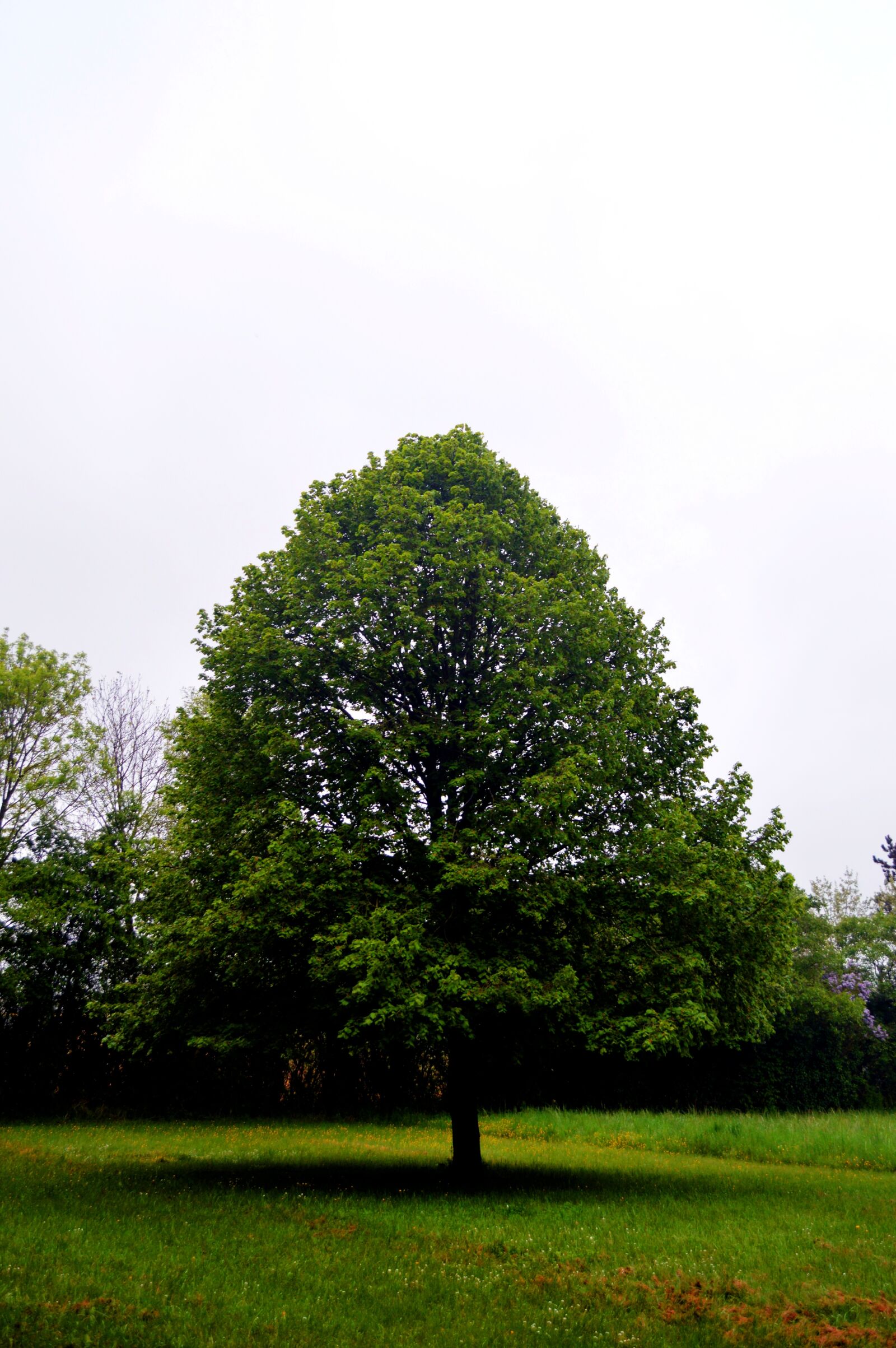 Nikon D3200 sample photo. Tree, prairie, landscape photography