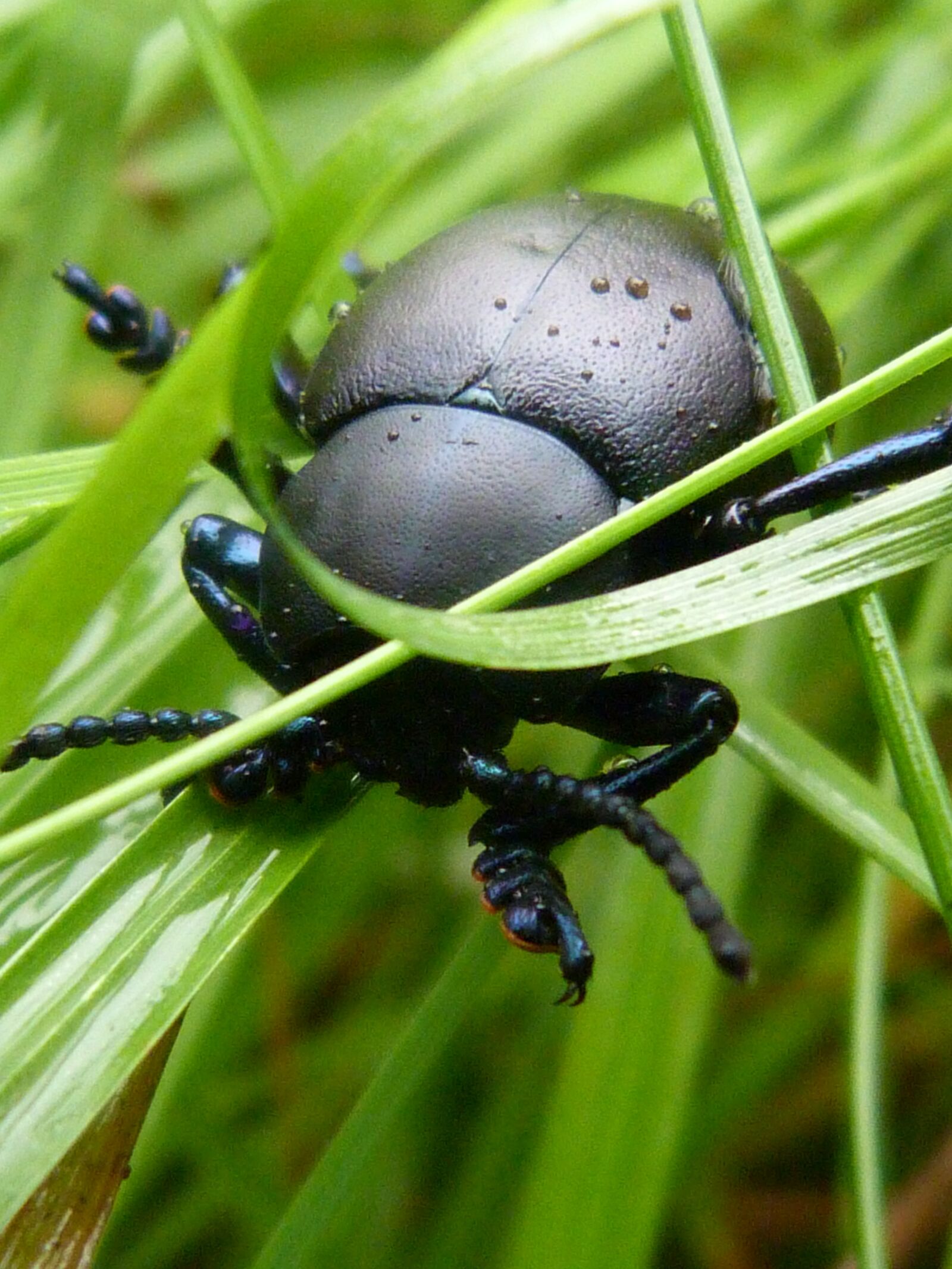 Panasonic Lumix DMC-FZ40 (Lumix DMC-FZ45) sample photo. Nature, beetle, insect photography