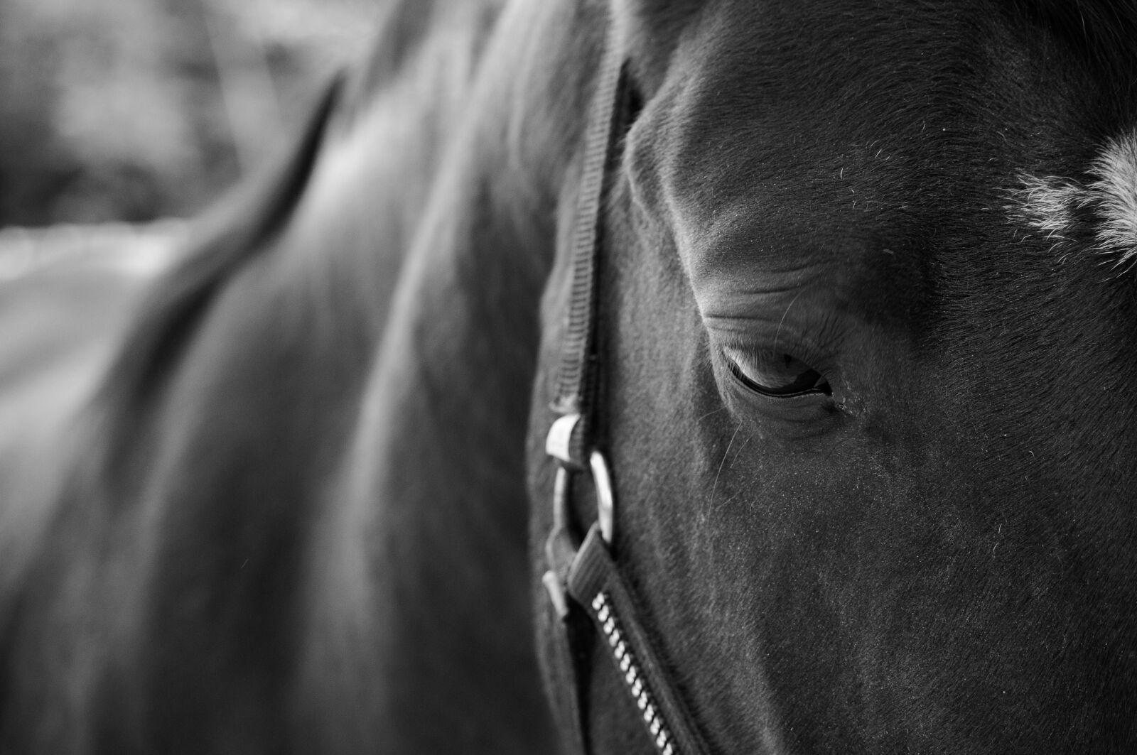 Nikon D5000 sample photo. Horse, animal, field photography