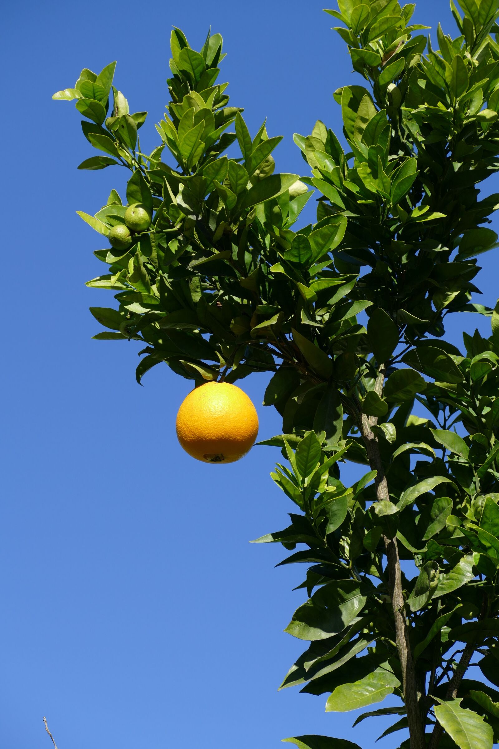 Panasonic Lumix DMC-FZ1000 sample photo. Orange, zuidvrucht, fruit photography
