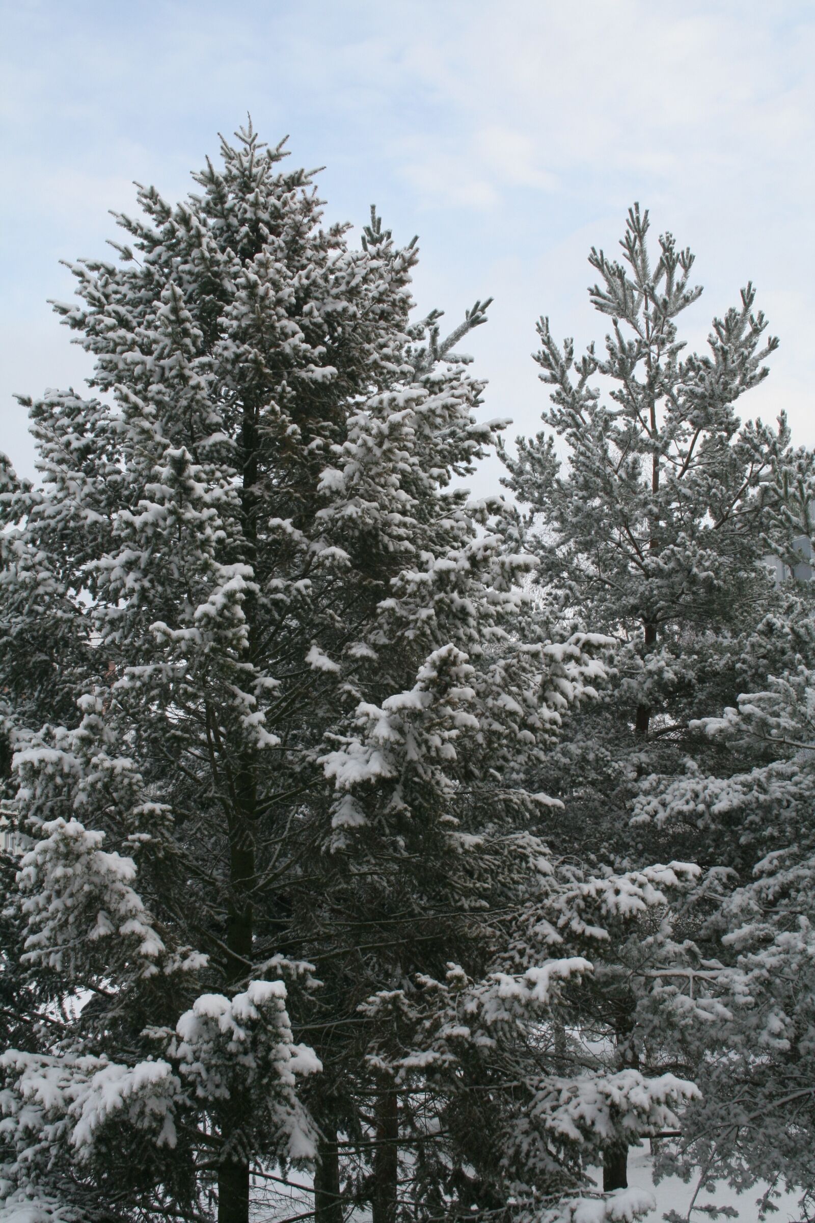 Canon EOS 350D (EOS Digital Rebel XT / EOS Kiss Digital N) sample photo. Tree, winter, snow photography