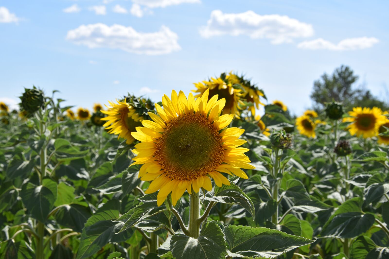 Nikon D3300 sample photo. Sunflower, sunflower field, sky photography