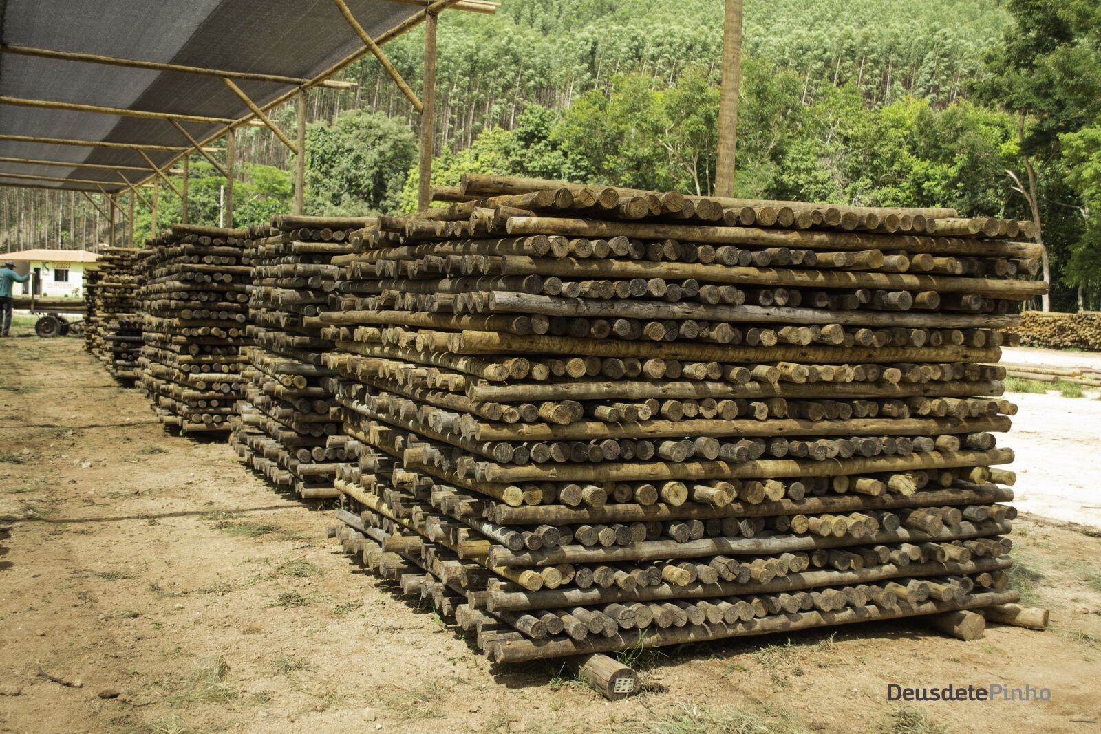 Nikon D3100 sample photo. Wood, logs, verified photography