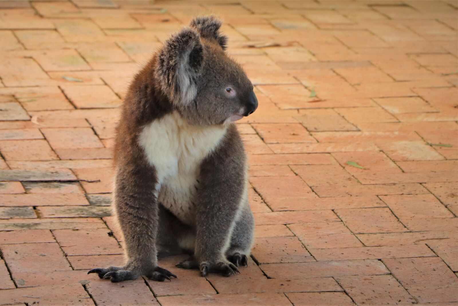Canon EF-S 18-135mm F3.5-5.6 IS USM sample photo. Vulnerable, koala, cuddly photography