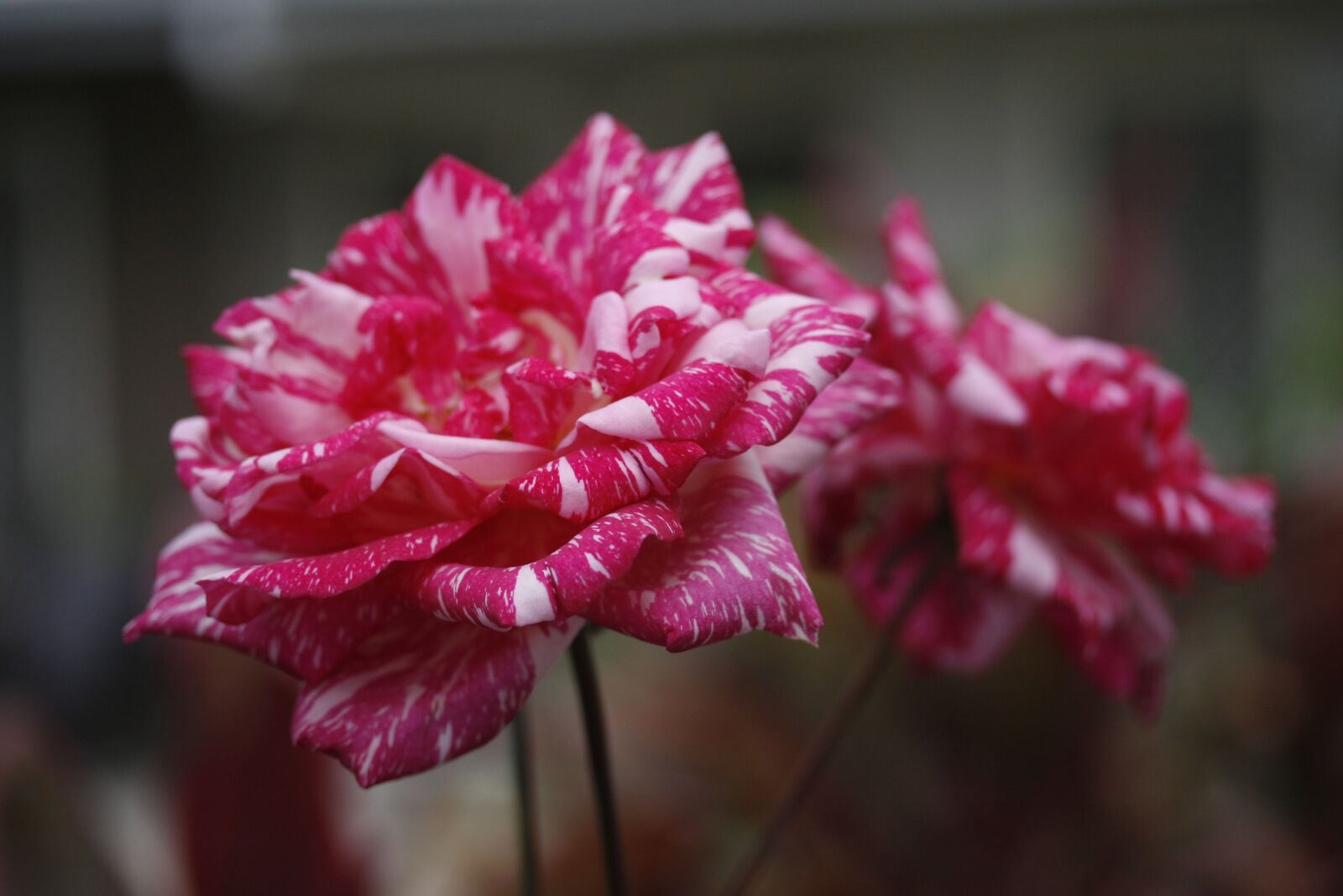 Canon EOS 30D sample photo. Flower, variegated, rose photography