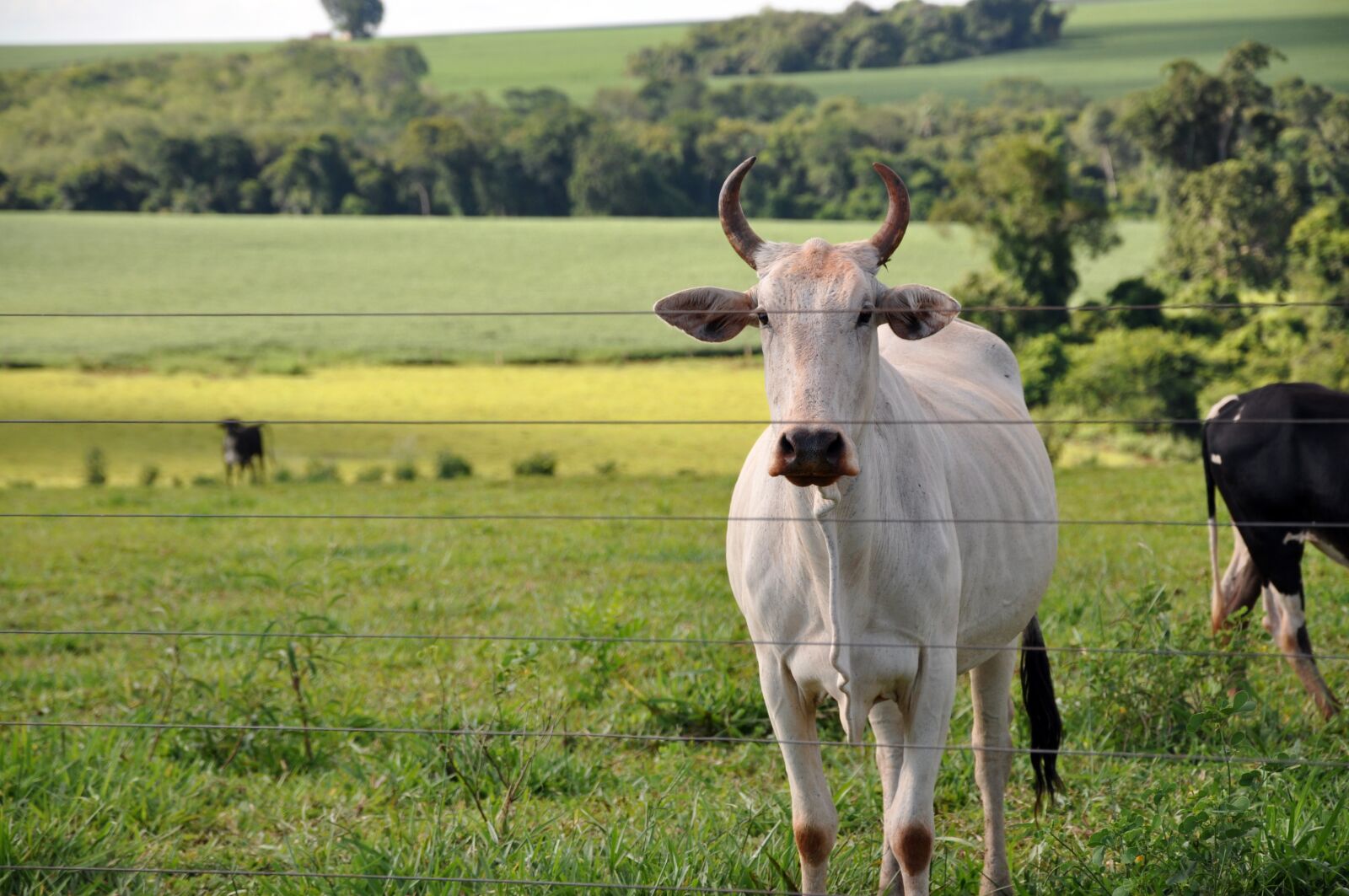 Nikon D90 sample photo. Nellore, cattle, cow photography