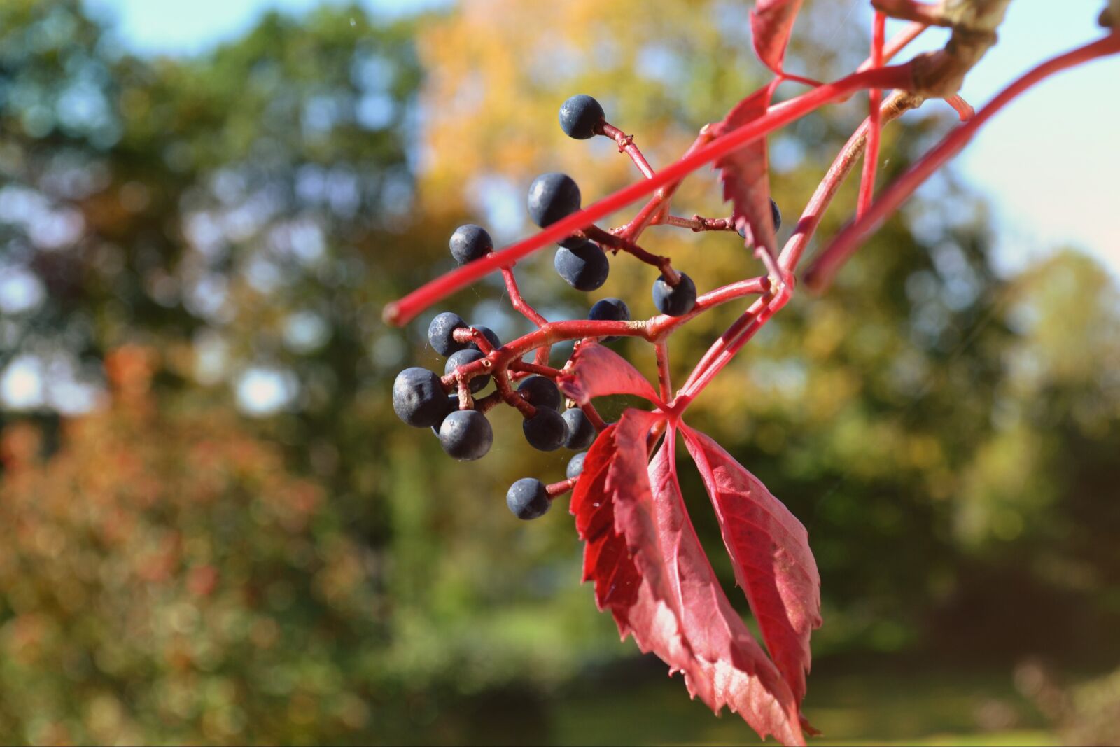 Nikon D3100 sample photo. Nature, leaf, outdoor photography