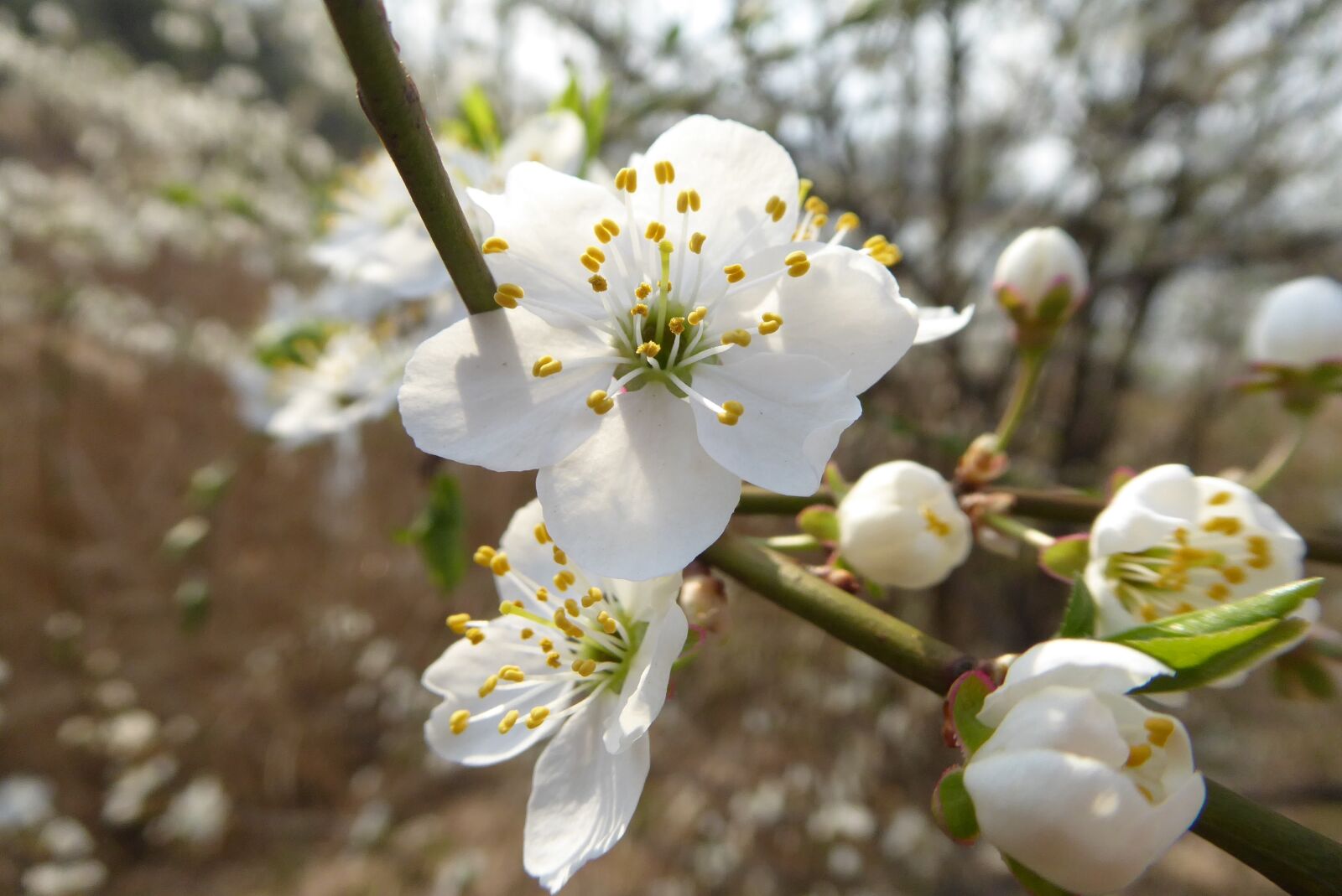 Panasonic Lumix DMC-ZS50 (Lumix DMC-TZ70) sample photo. Flower, tree, nature photography