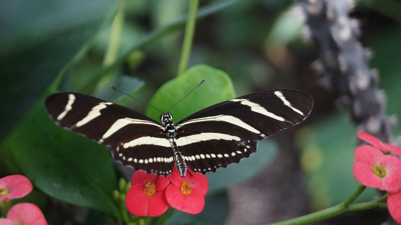 Sony DT 18-55mm F3.5-5.6 SAM II sample photo. Butterfly, nature, flower photography