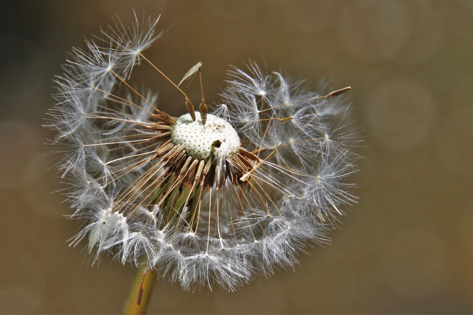 Canon EOS 80D sample photo. Nature, closeup, no one photography