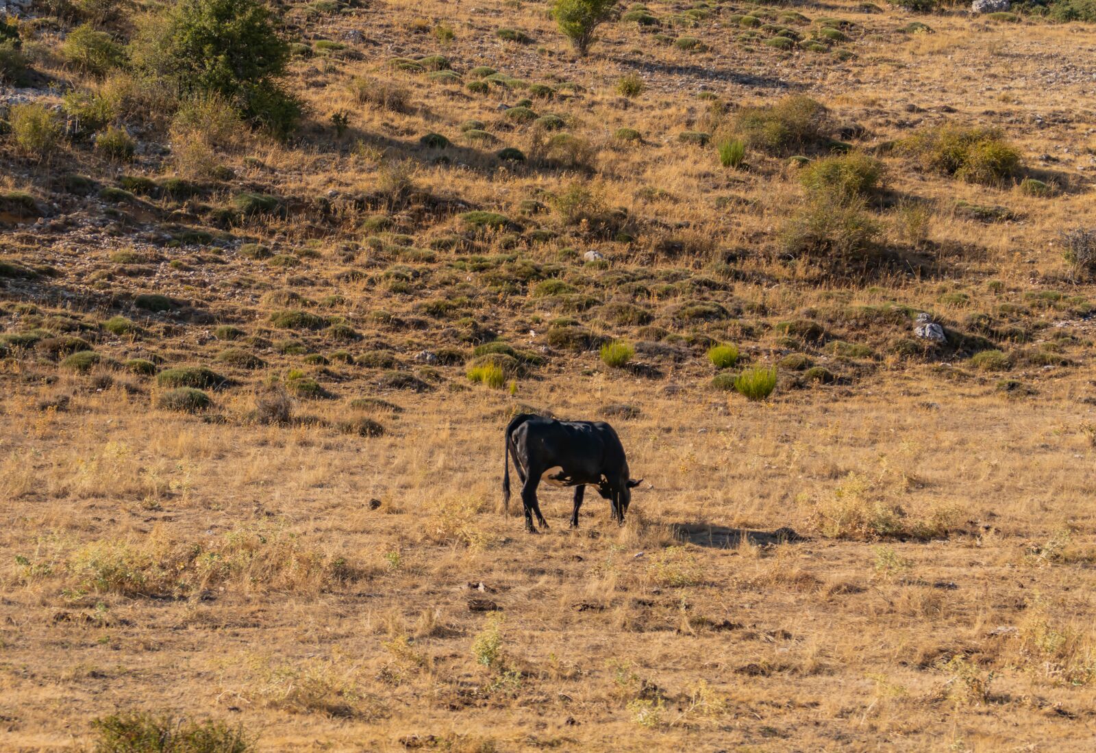 Panasonic DC-FZ10002 sample photo. Bull, cattle, pasture photography