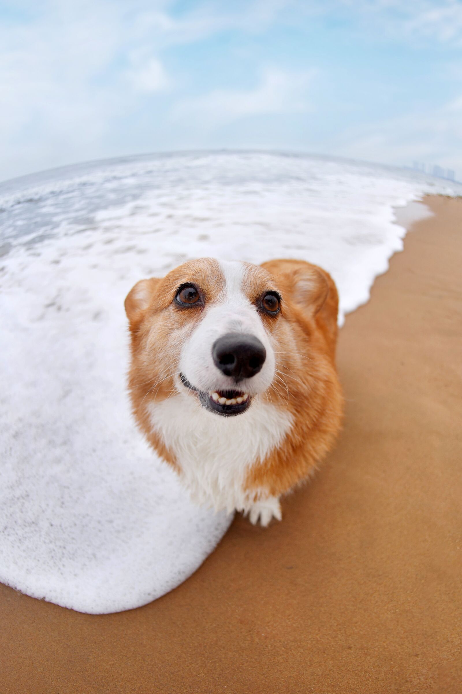 Nikon D5 sample photo. Pets, dog, corgi photography
