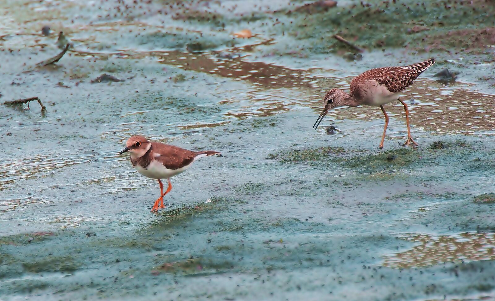 Olympus OM-D E-M1 sample photo. Little ringed plover, migratory photography