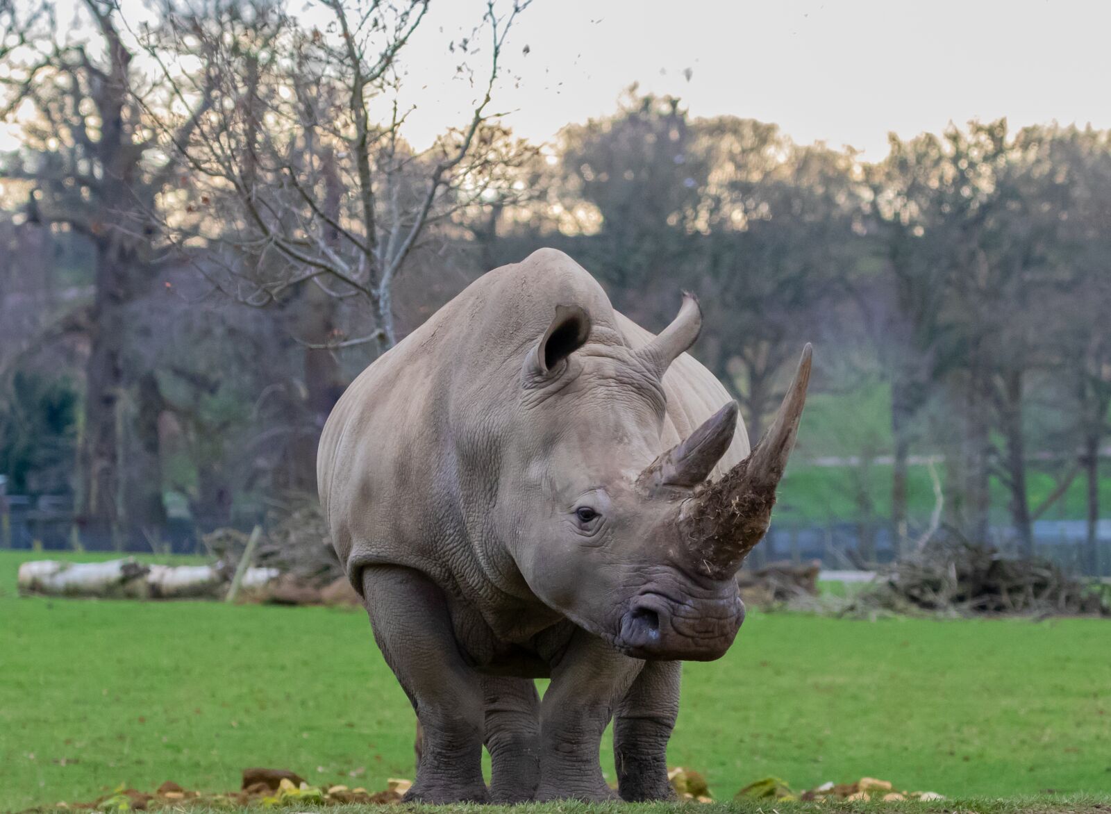 Canon EOS 7D Mark II sample photo. Southern white rhino, white photography
