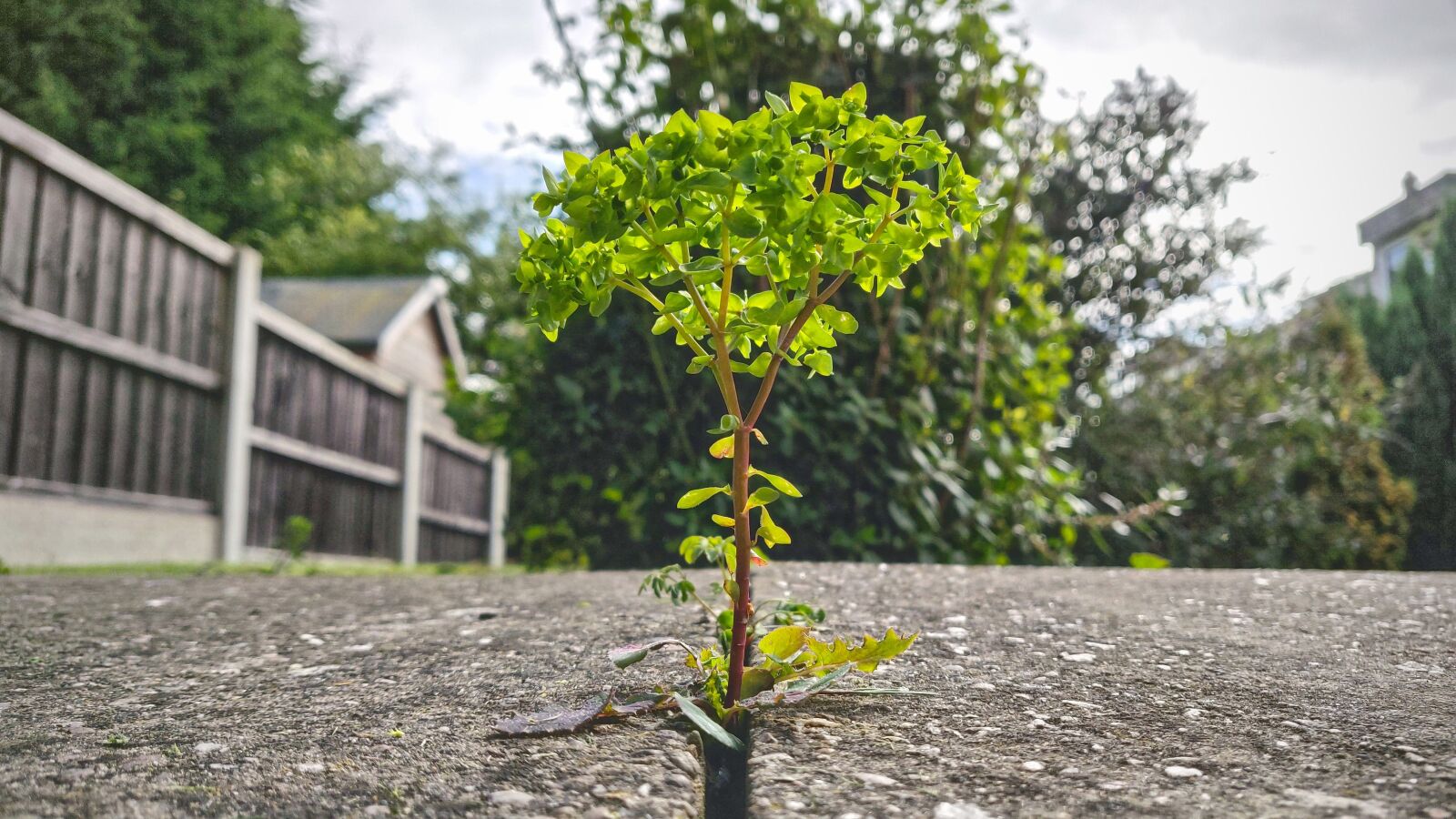 OnePlus A6000 sample photo. Garden, macro, nature photography