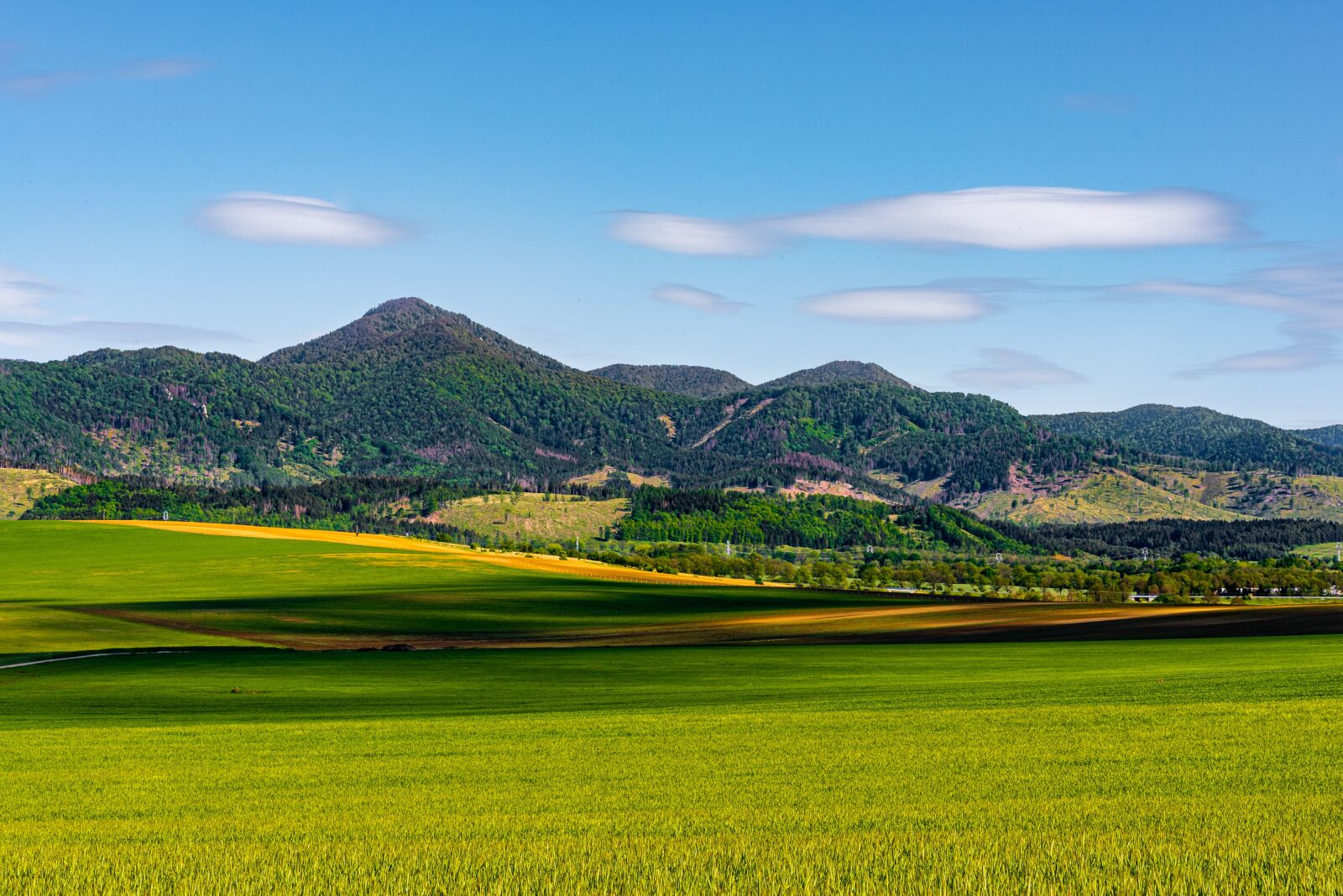 Nikon D750 sample photo. Nature, grass, green photography