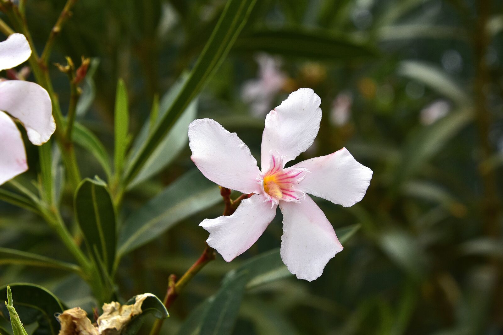 Nikon D7200 sample photo. Flower, garden, plant photography