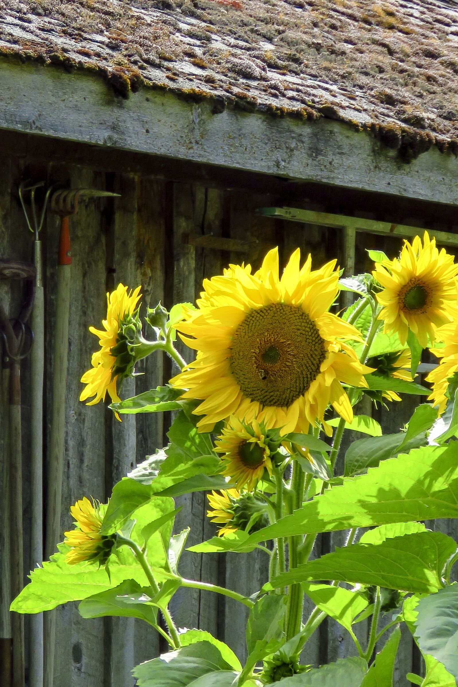 Canon PowerShot SX60 HS sample photo. Sunflower, flower, yellow photography