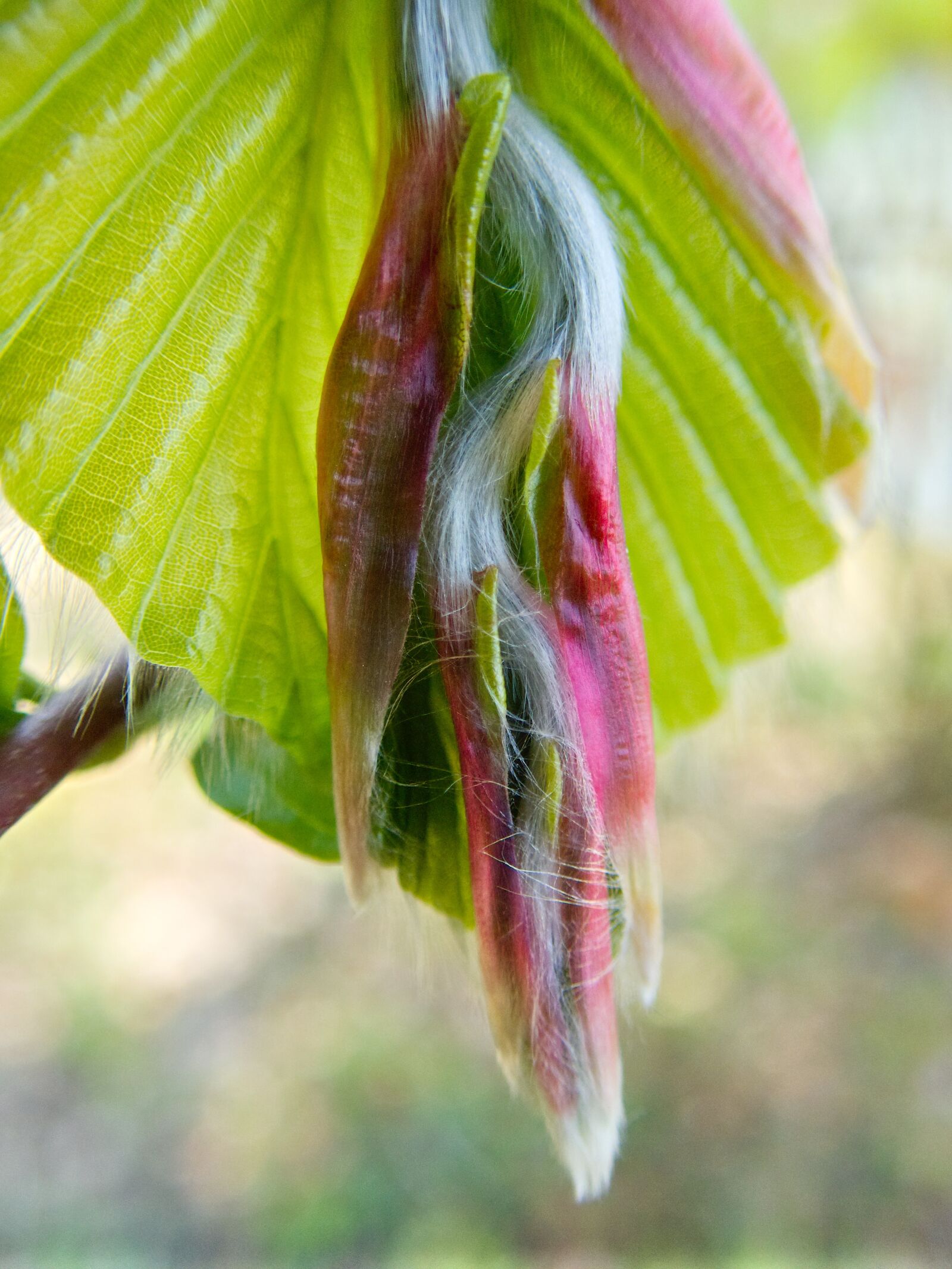 Olympus TG-5 sample photo. Leaf, beech, beech leaf photography