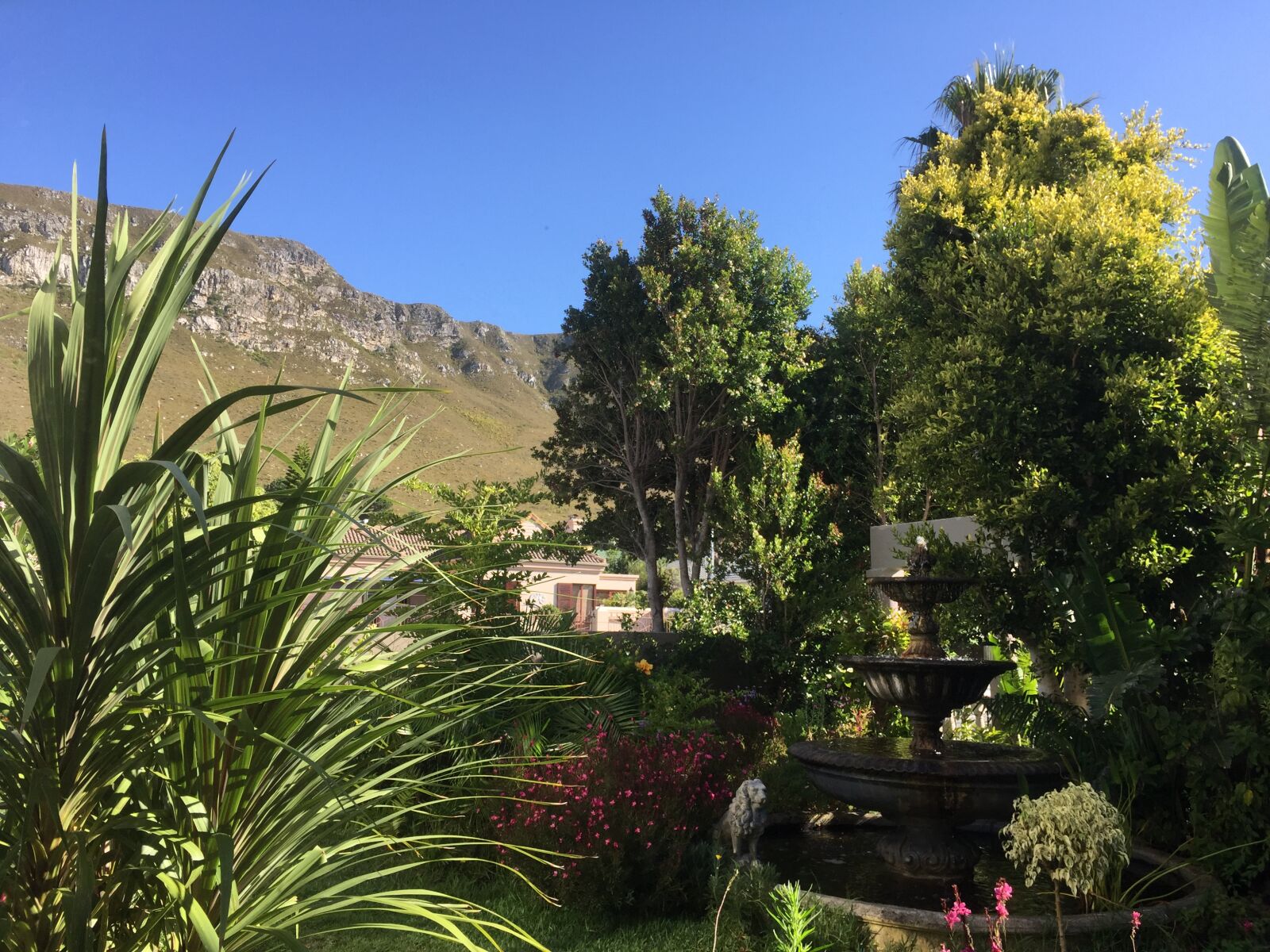 iPhone 6 Plus back camera 4.15mm f/2.2 sample photo. Garden, hermanus, mountain, seaside photography