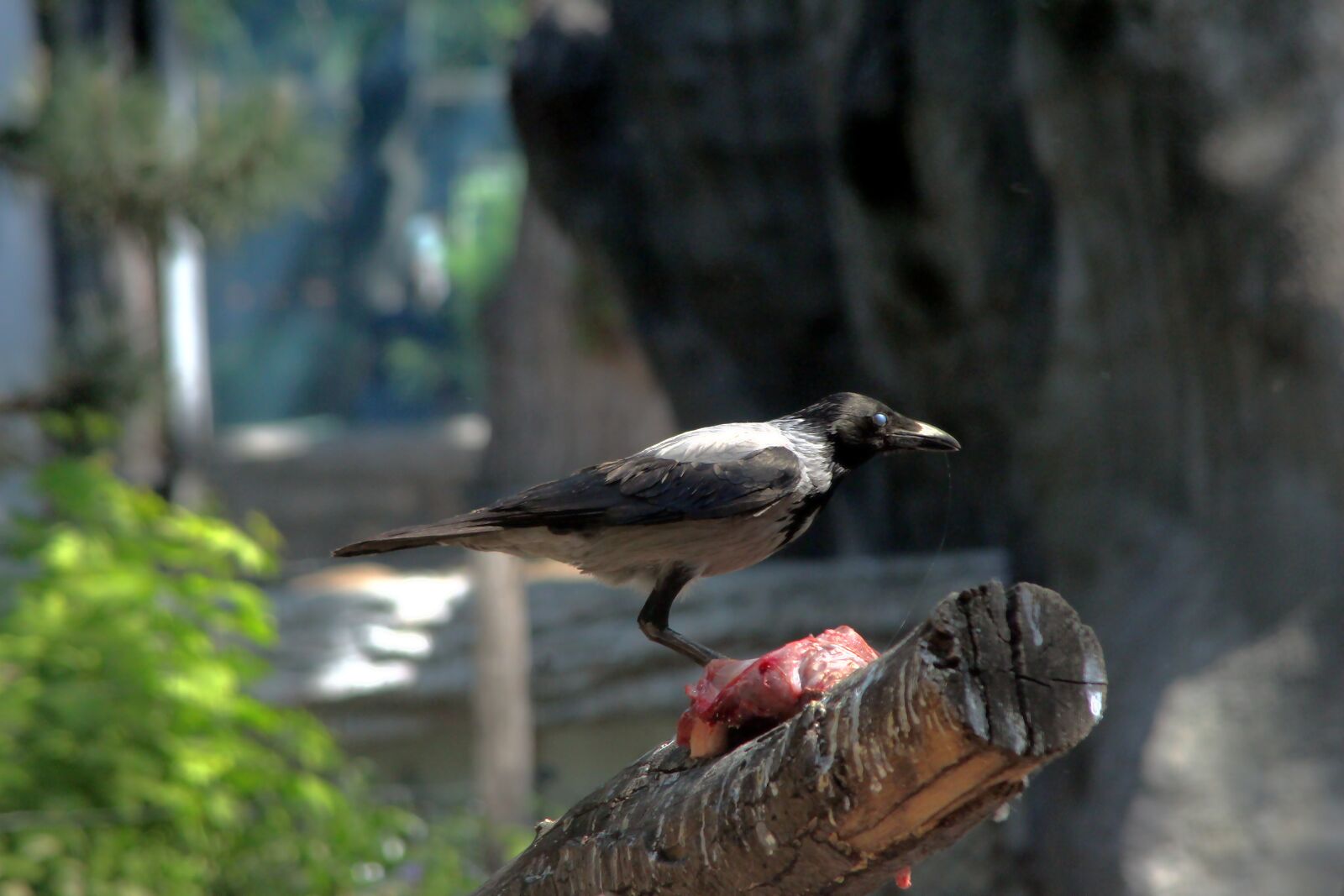 Canon EOS 650D (EOS Rebel T4i / EOS Kiss X6i) sample photo. Bird, crow, zoo photography