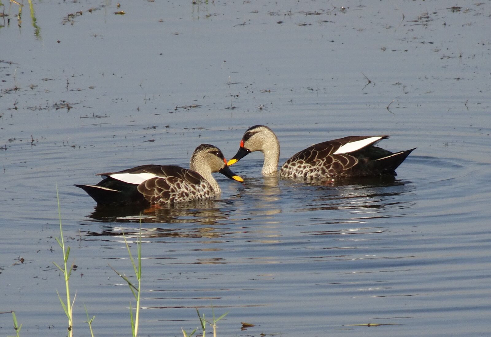 Sony Cyber-shot DSC-HX90V sample photo. Duck, bird, waterfowl photography