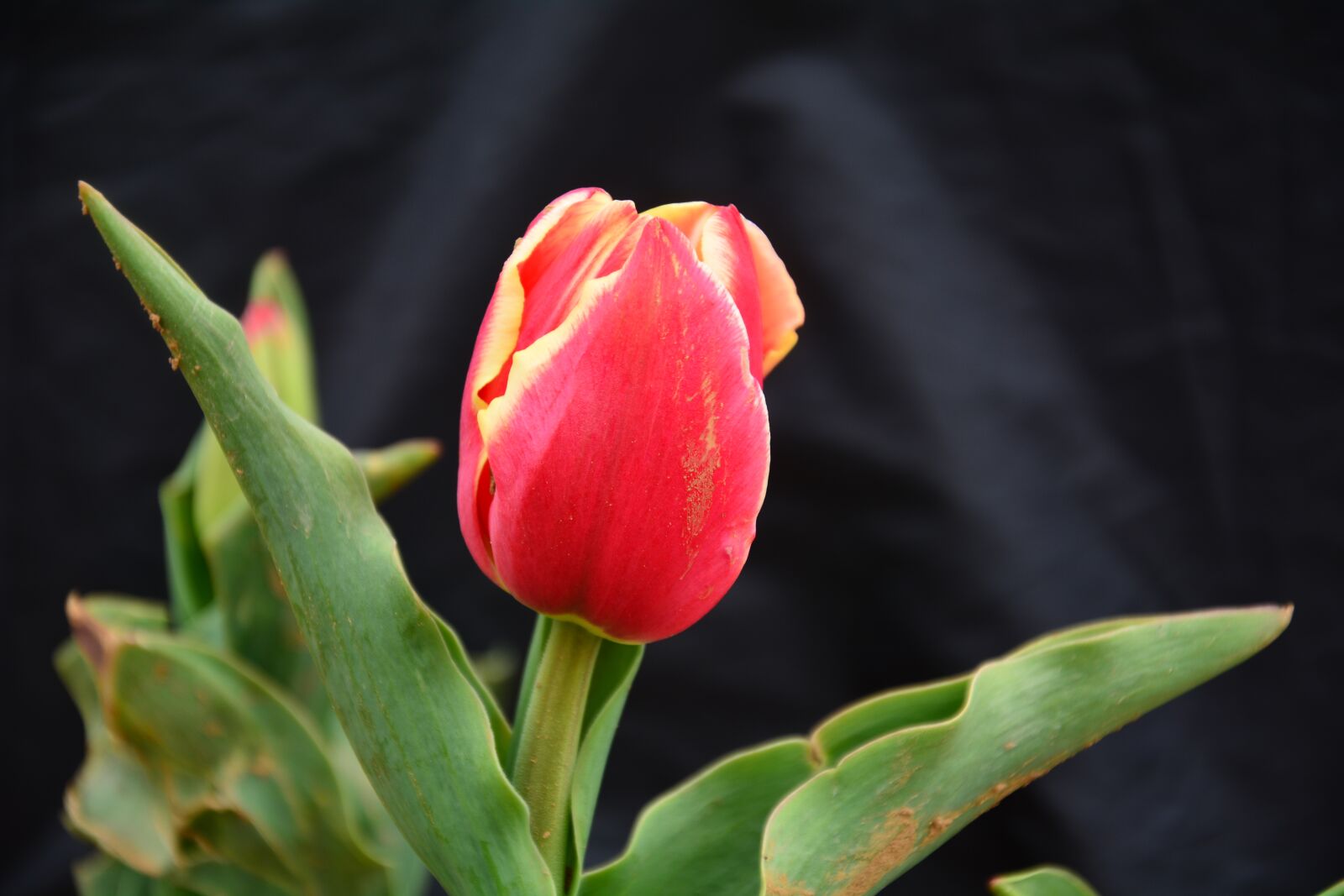 Nikon D7100 sample photo. Tulip, flower, chunhua photography