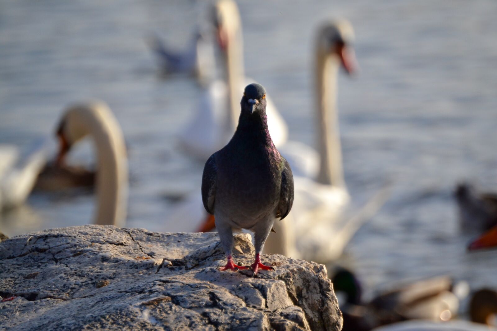 Nikon D3100 sample photo. Animal, bird, pigeon photography