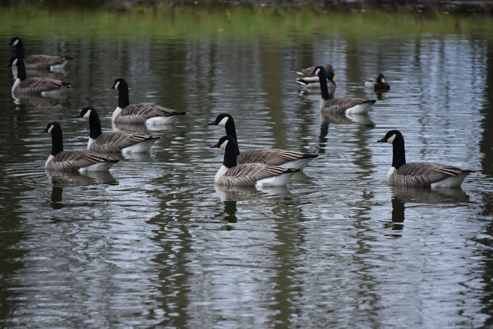 Nikon D7200 sample photo. Water, ducks, swimming photography