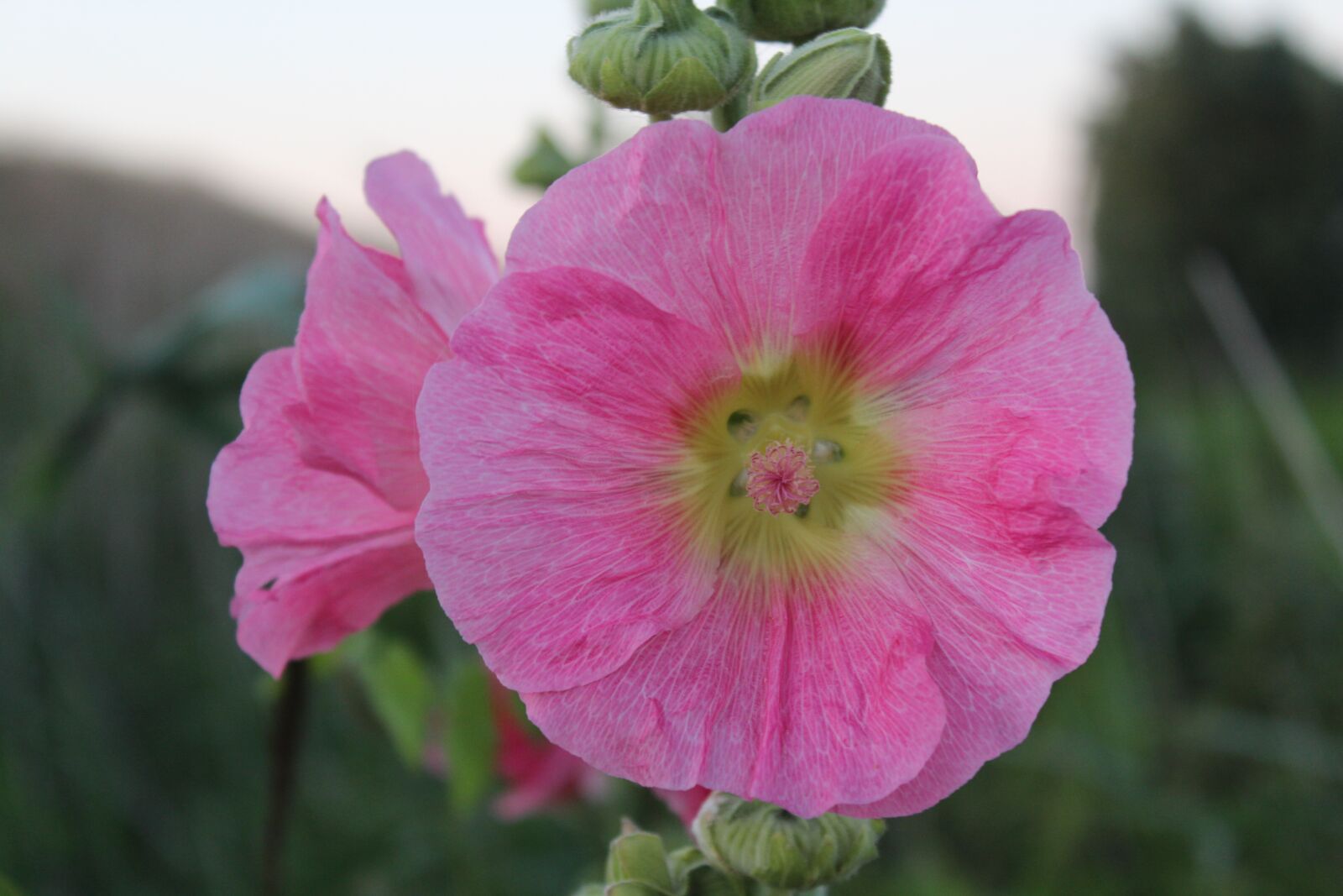 Canon EOS 600D (Rebel EOS T3i / EOS Kiss X5) sample photo. Mallow, blossom, bloom photography