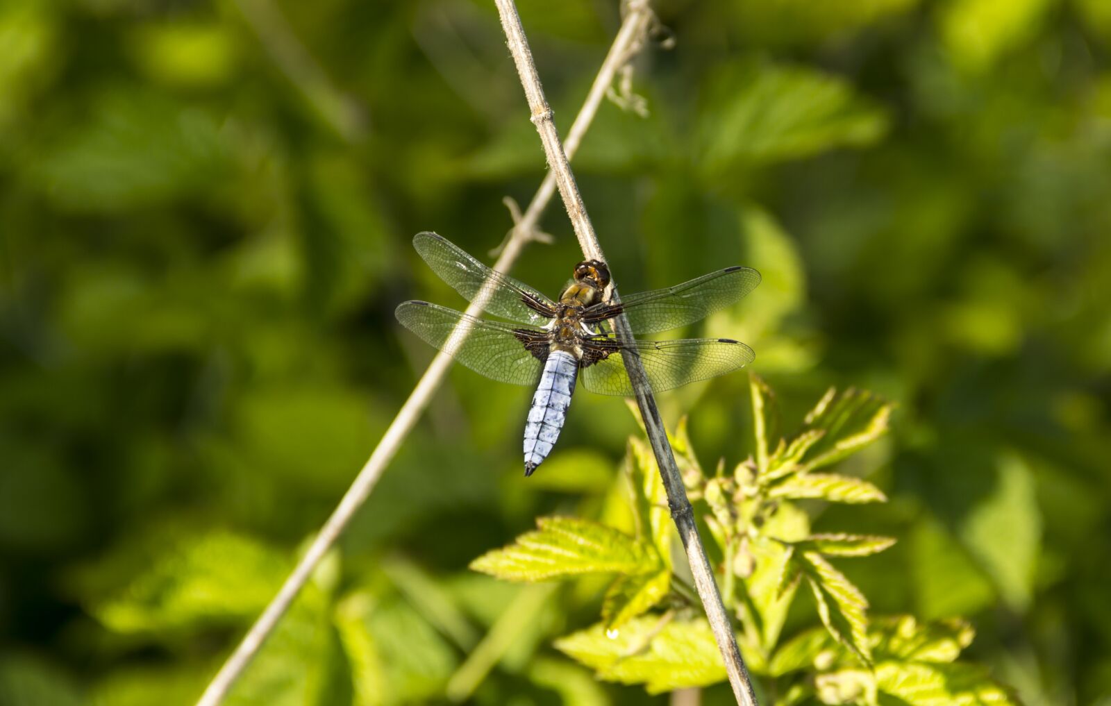 Canon EOS 600D (Rebel EOS T3i / EOS Kiss X5) sample photo. Dragonfly sitting on a photography