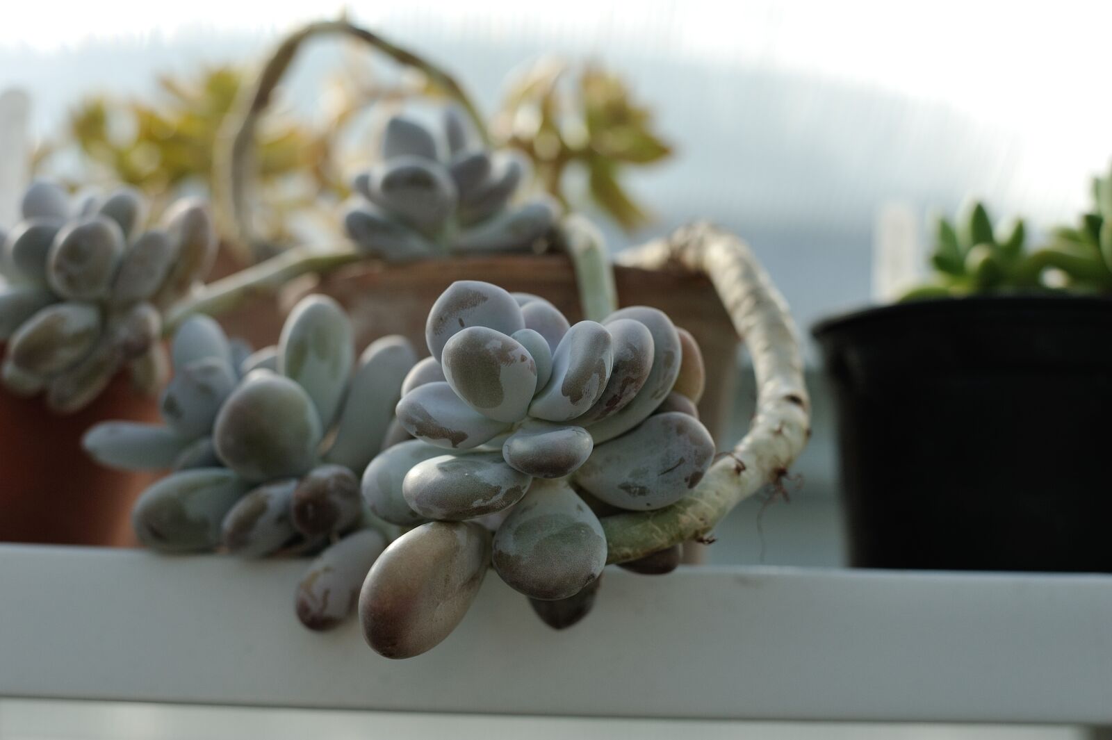 Nikon D700 sample photo. Succulent, houseplants, cactus photography