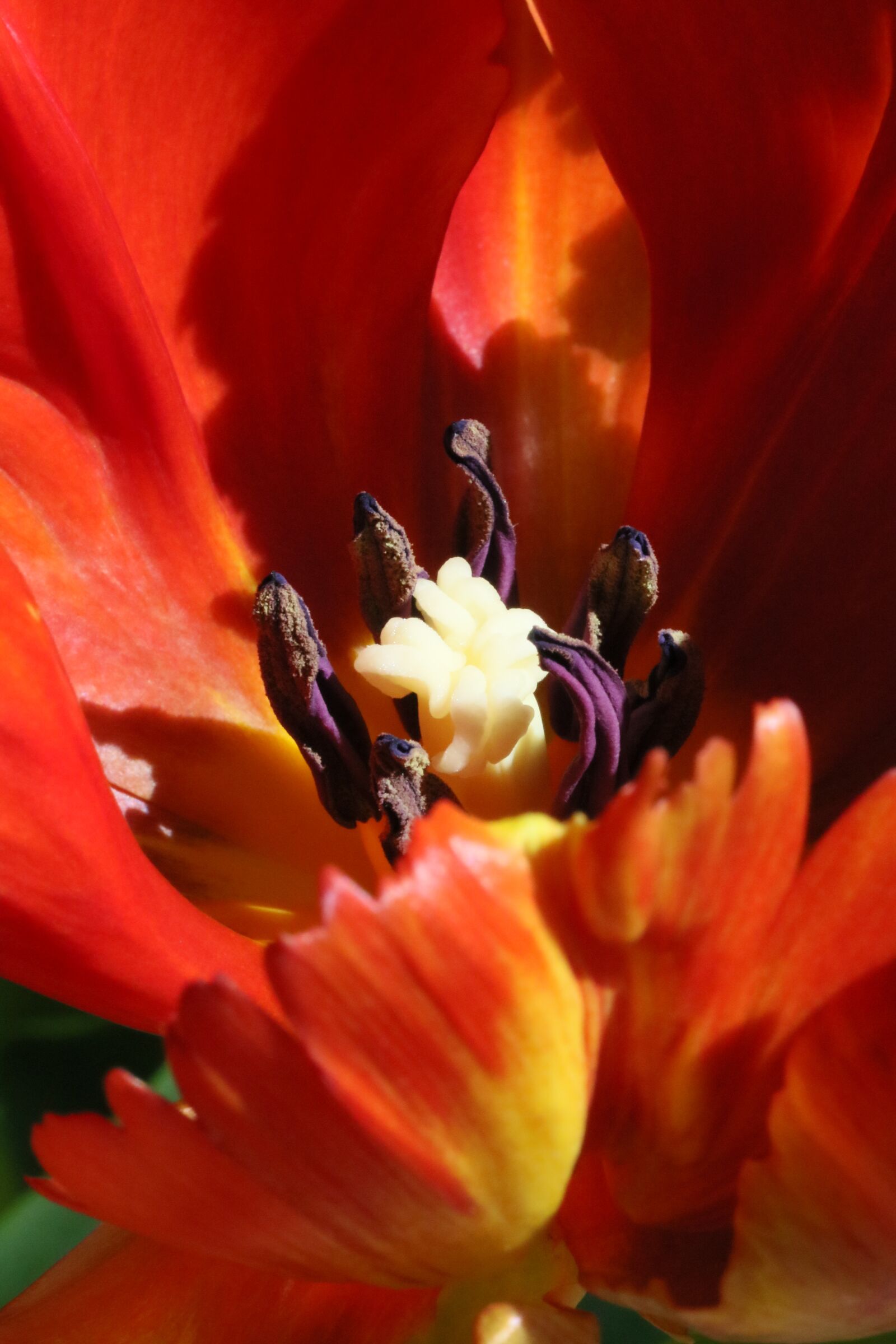 Canon EF 100mm F2.8L Macro IS USM sample photo. Tulip, pistil, stamen photography