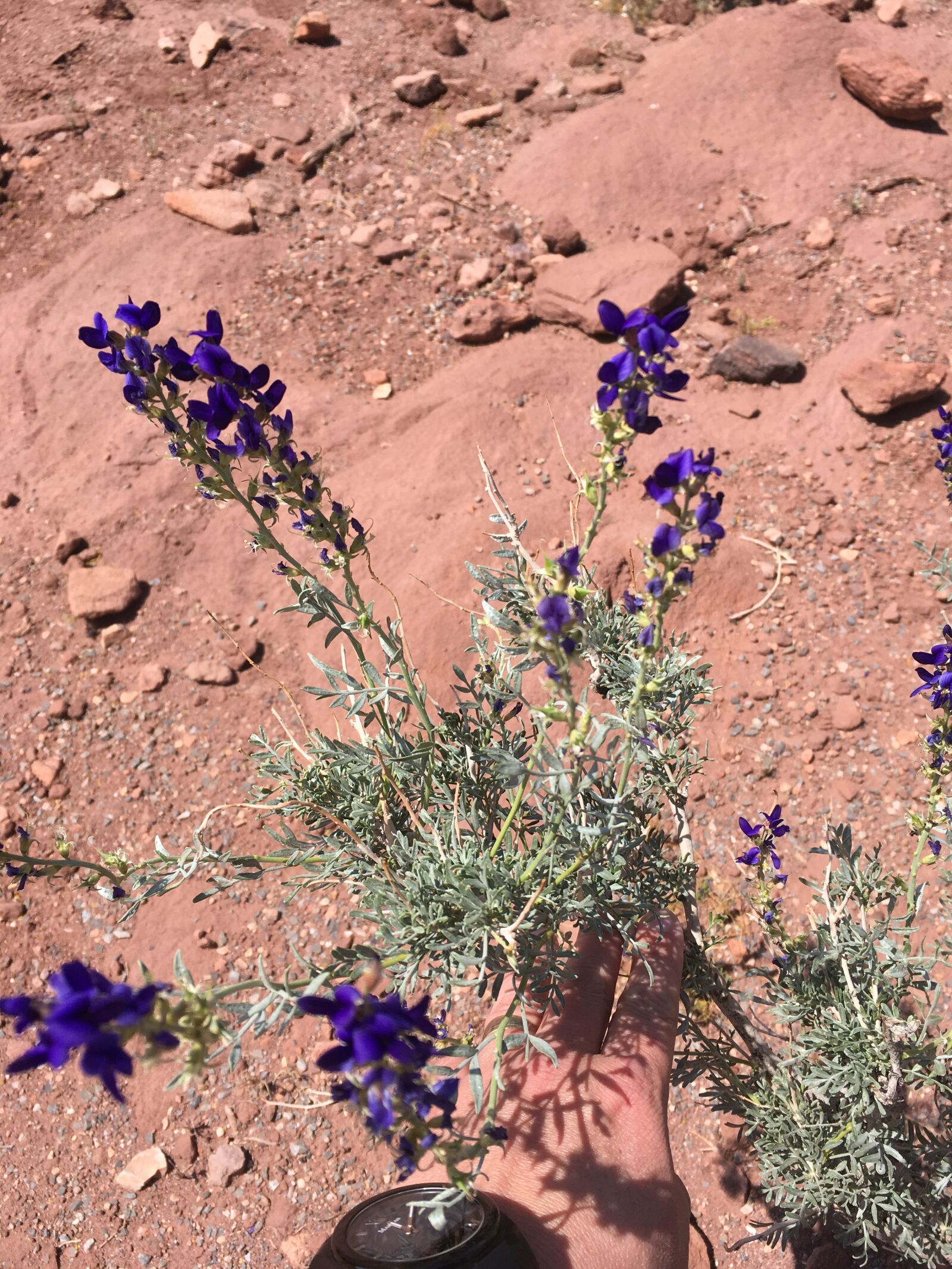 iPhone SE back camera 4.15mm f/2.2 sample photo. Desert, flower, nature photography