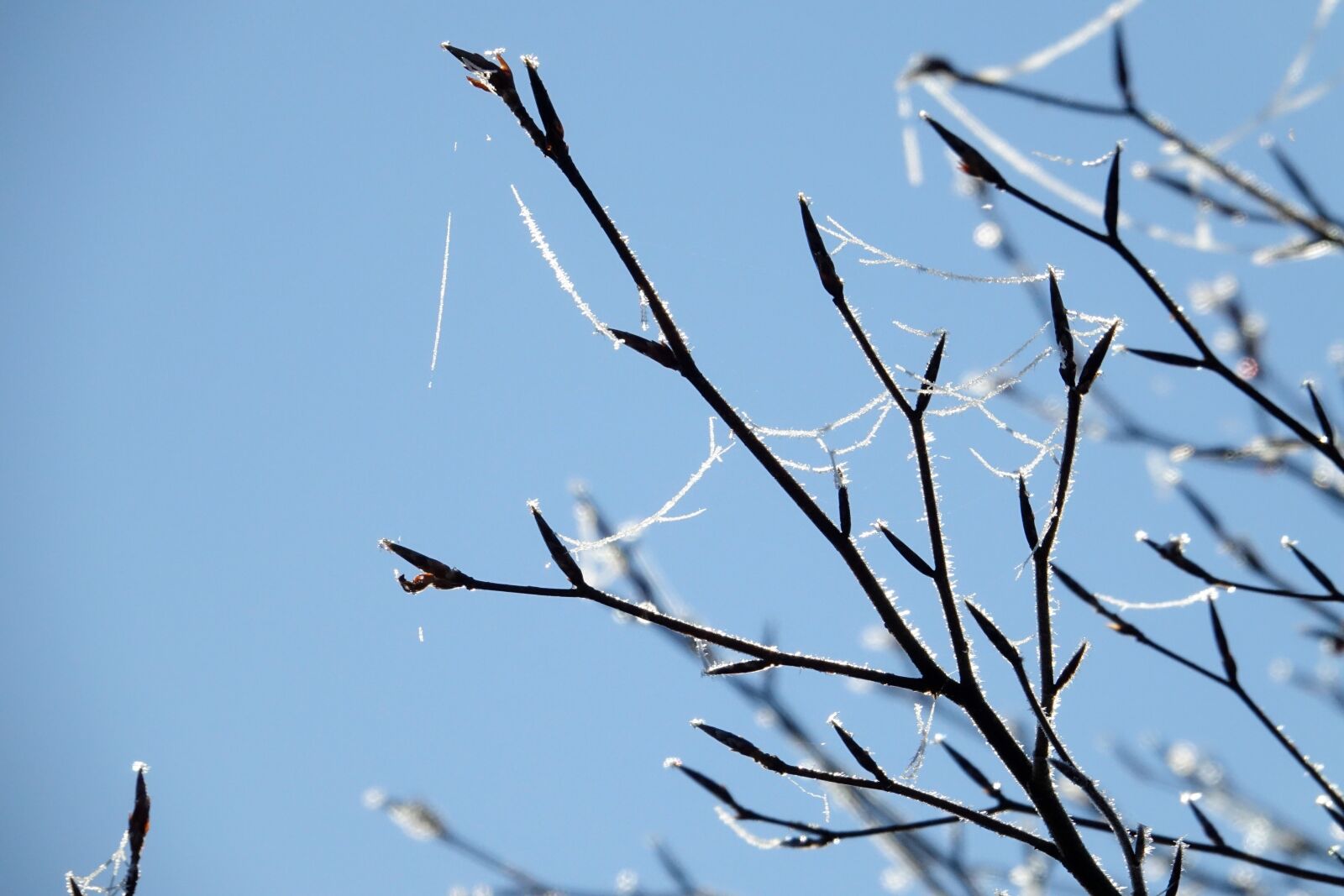 Sony Cyber-shot DSC-RX10 III sample photo. Winter, snow, ice photography
