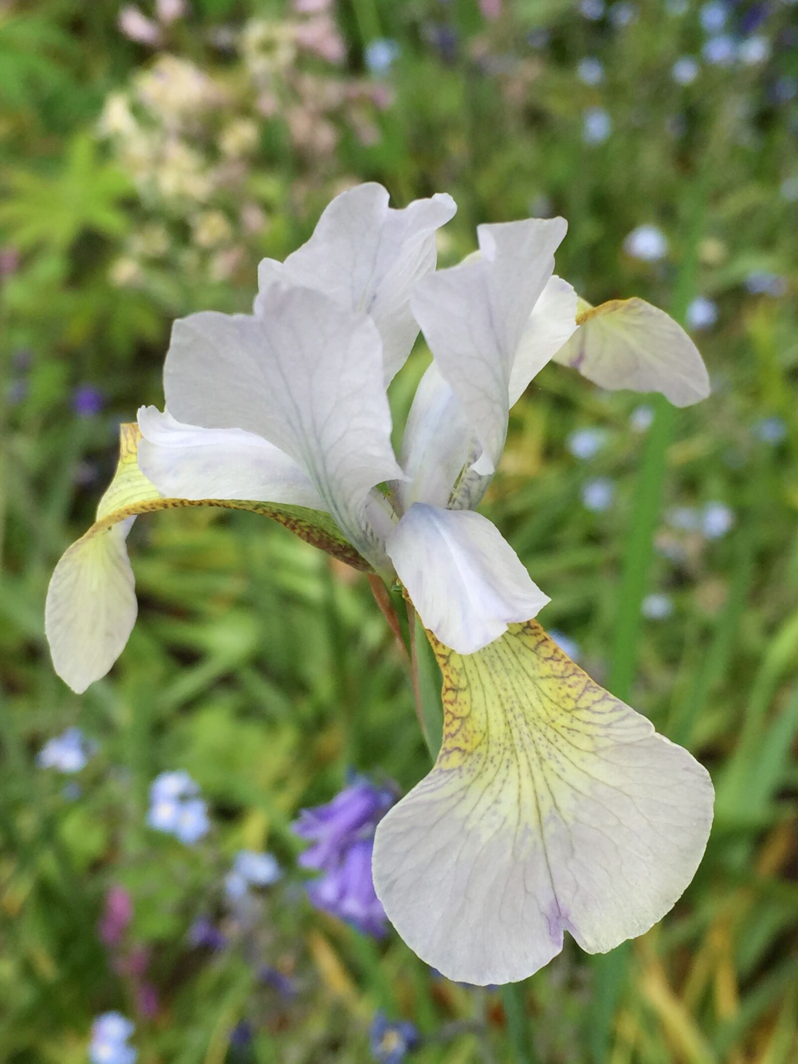 Apple iPhone 6 sample photo. Iris, white, garden photography