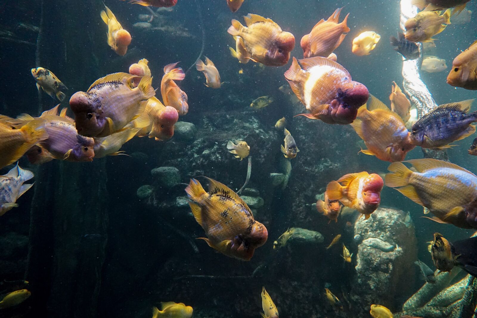 Sony Alpha a5000 (ILCE 5000) sample photo. Fish, aquarium, water photography
