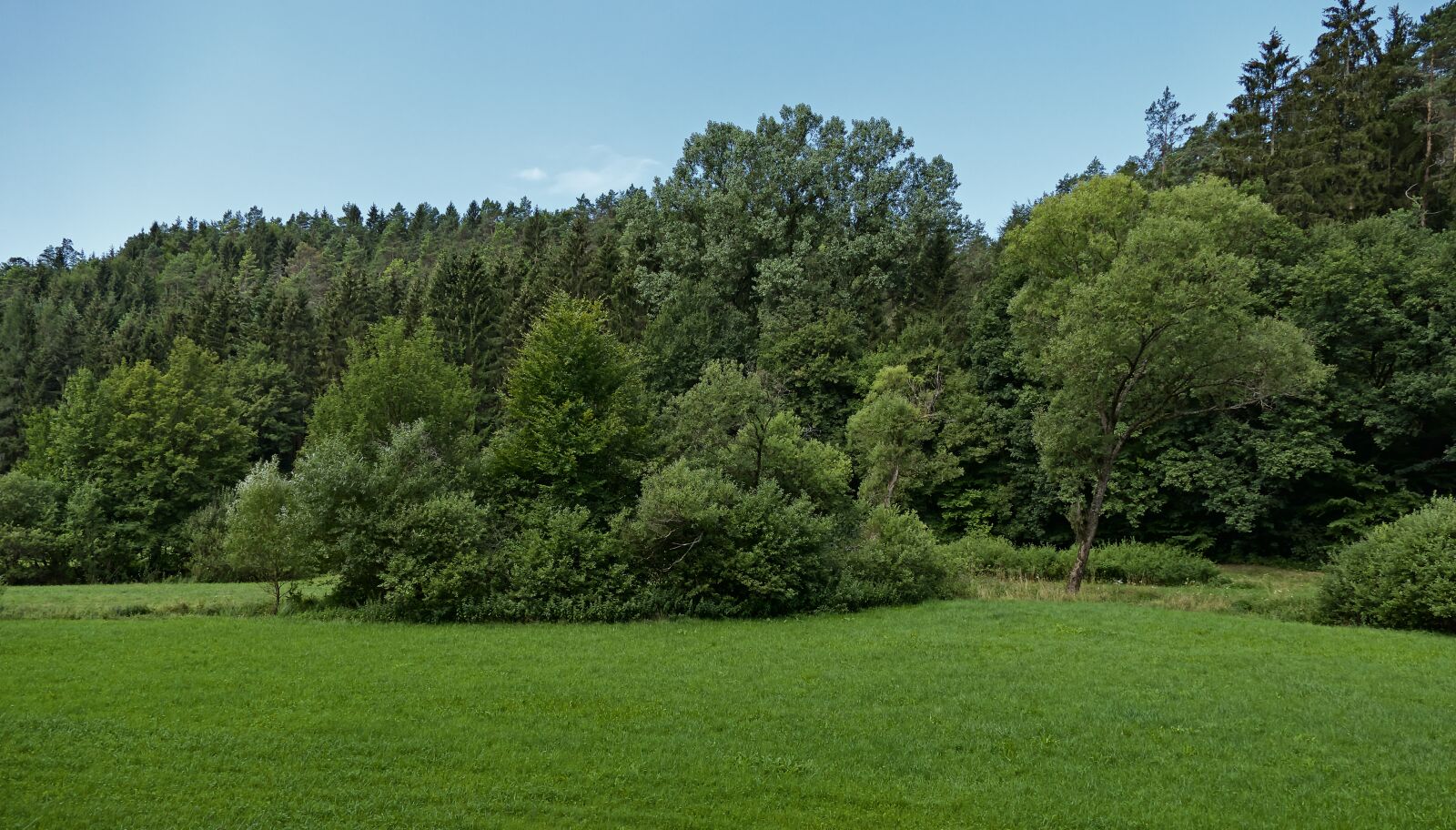 Panasonic Lumix DMC-FZ1000 sample photo. Trees, meadow, landscape photography