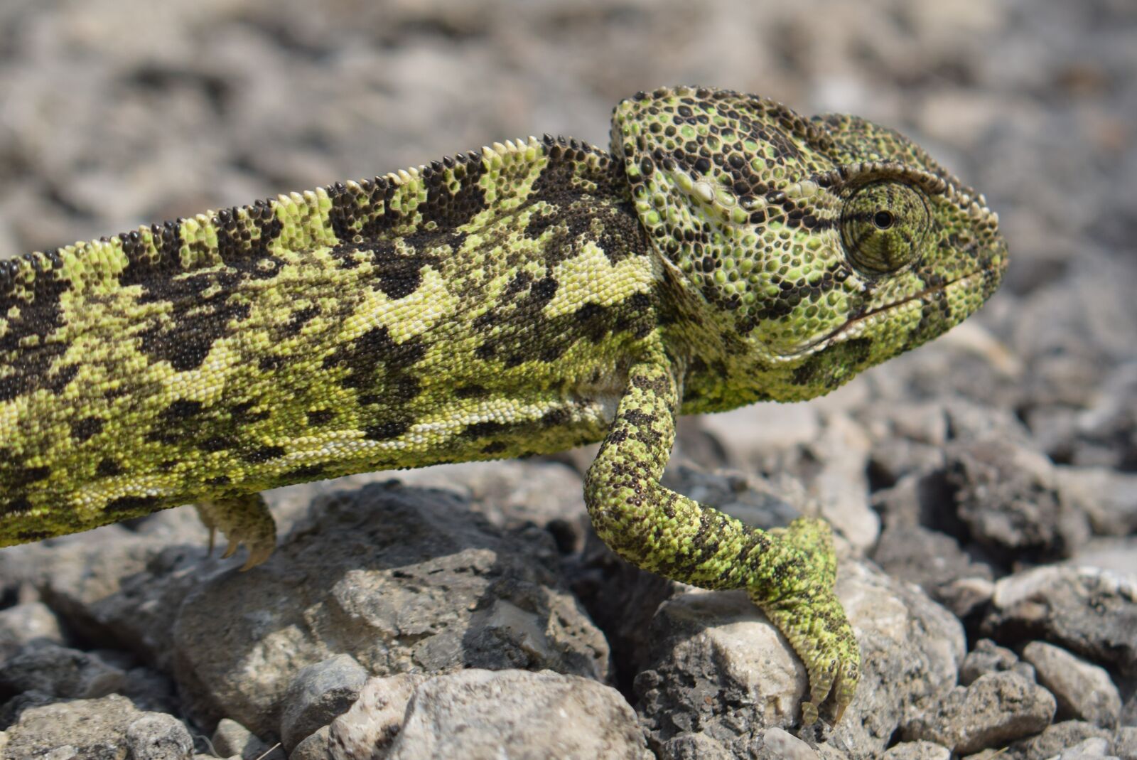 Nikon D5300 sample photo. Chameleon, animal, nature photography