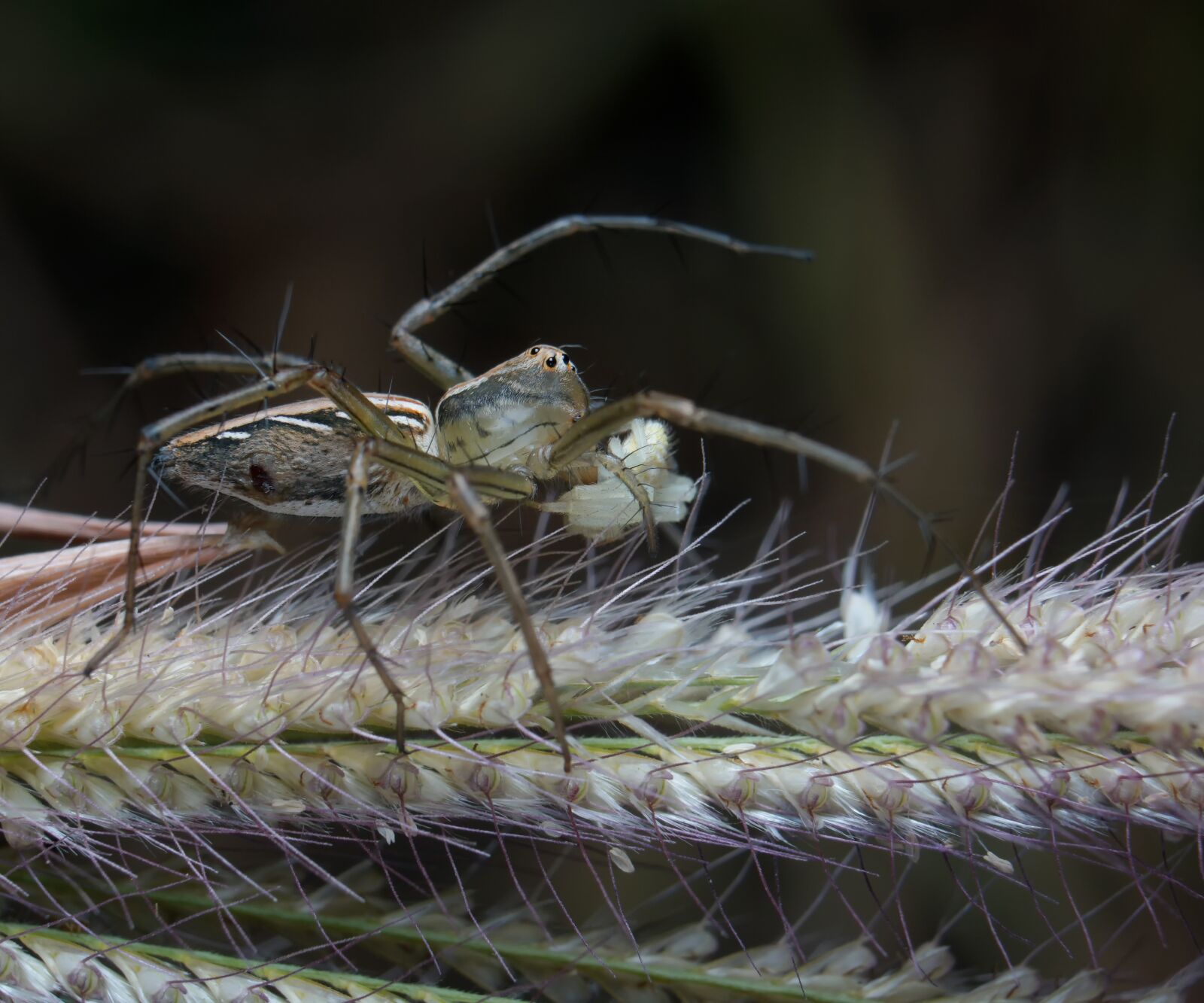 E 50mm F1.8 OSS sample photo. Spider, macro, insect photography