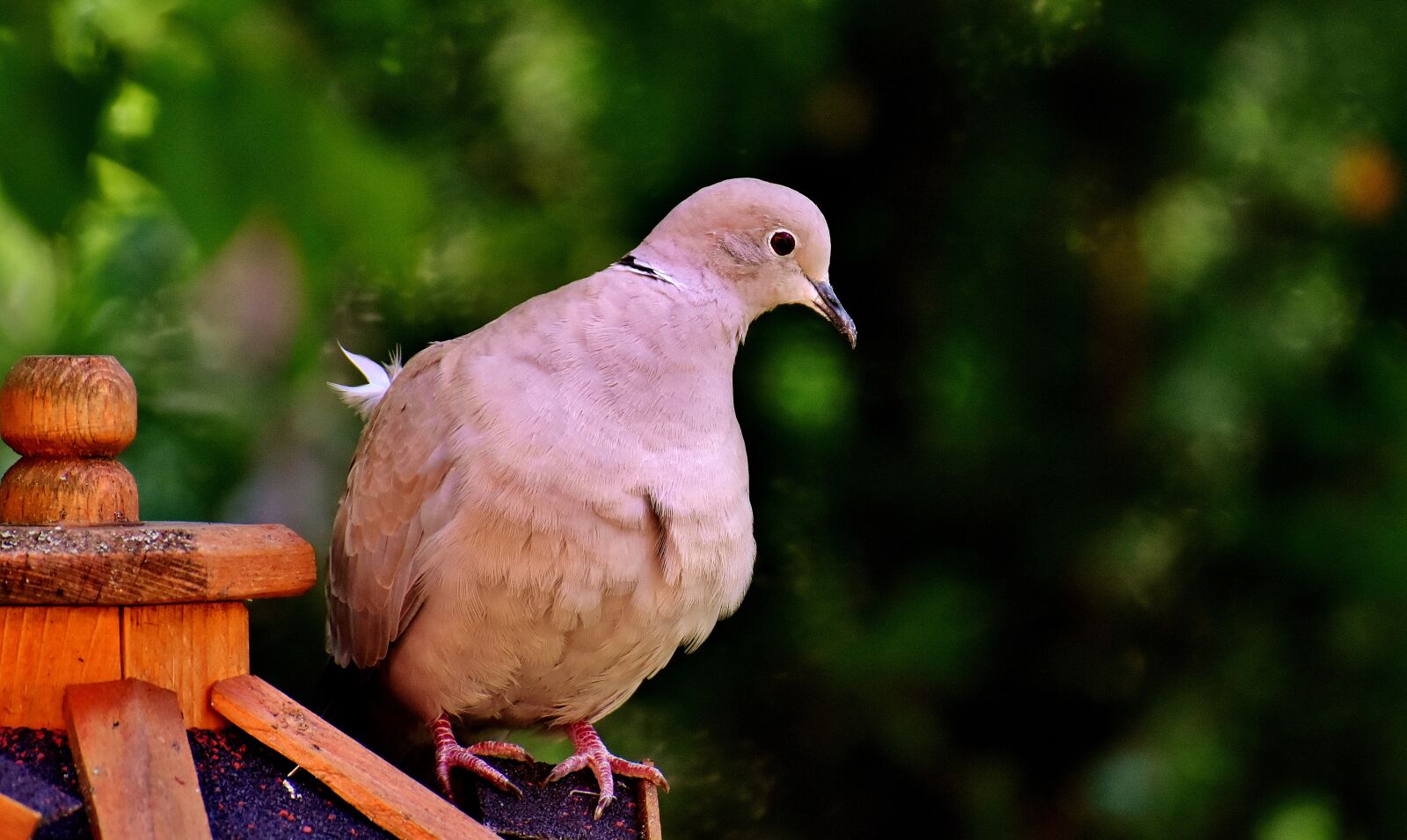 Nikon D7200 sample photo. Dove, collared, bird photography