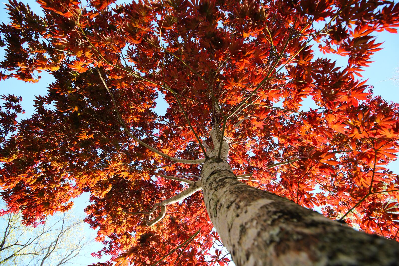 Canon EOS 600D (Rebel EOS T3i / EOS Kiss X5) + Canon EF-S 10-18mm F4.5–5.6 IS STM sample photo. Autumn, red, tree photography