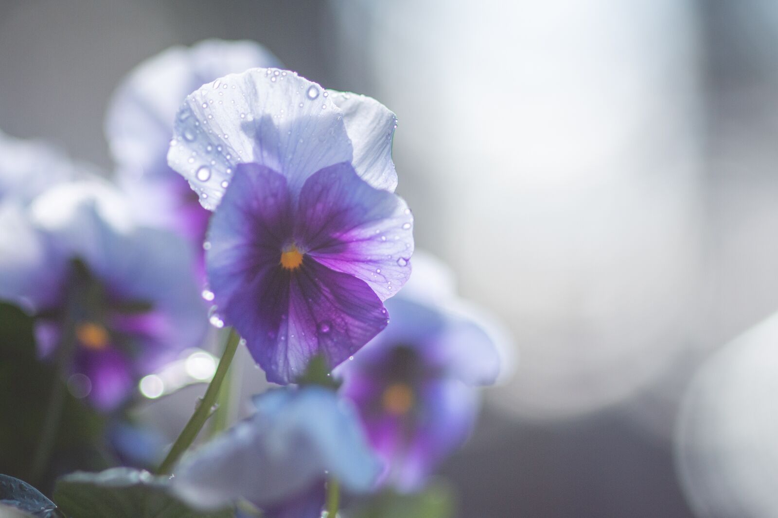 Canon EOS 70D sample photo. Pansy, sun, light photography