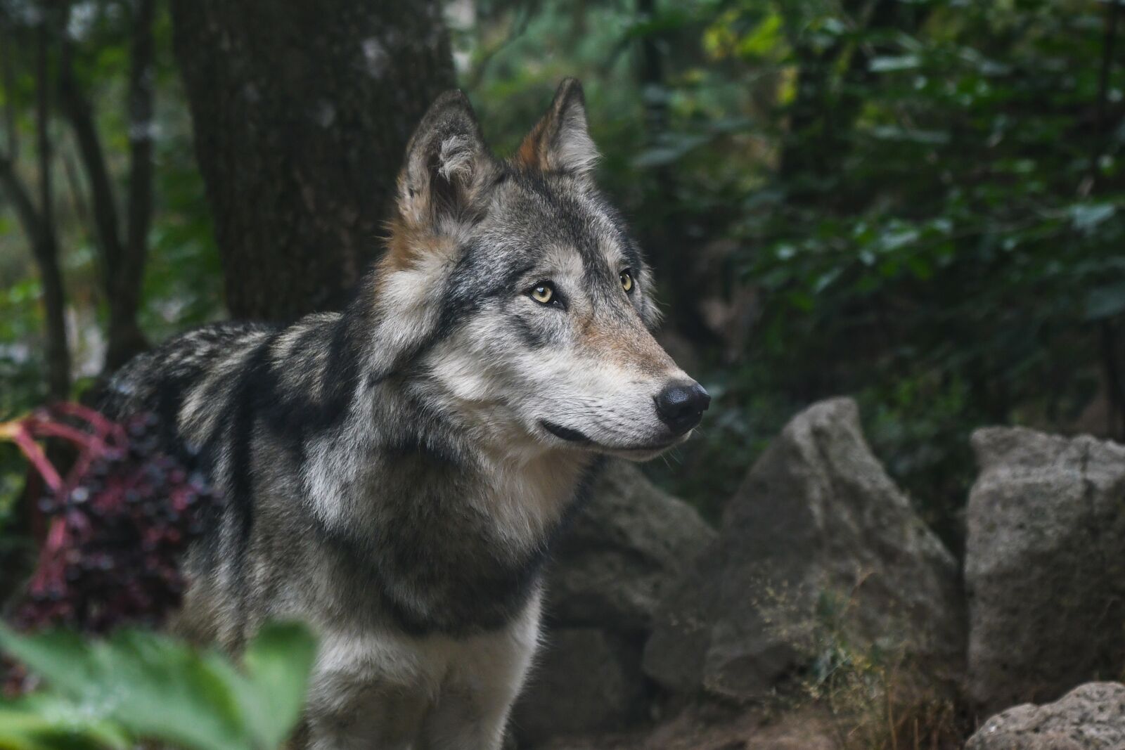 Nikon D500 sample photo. Wolf, predator, grey photography