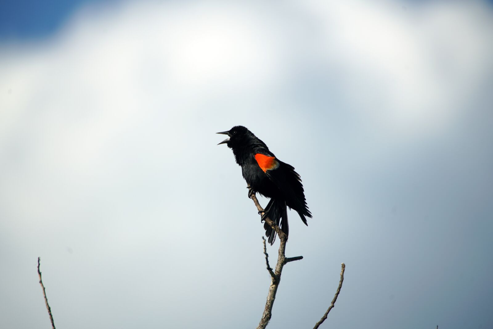 Sony a99 II sample photo. Red-winged blackbird, blackbird, redwing photography