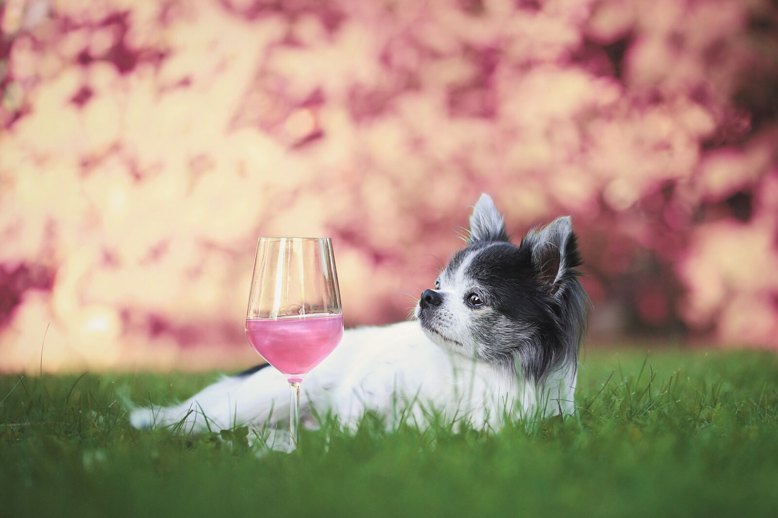 Canon EOS 6D sample photo. Dog, dog with champagne photography
